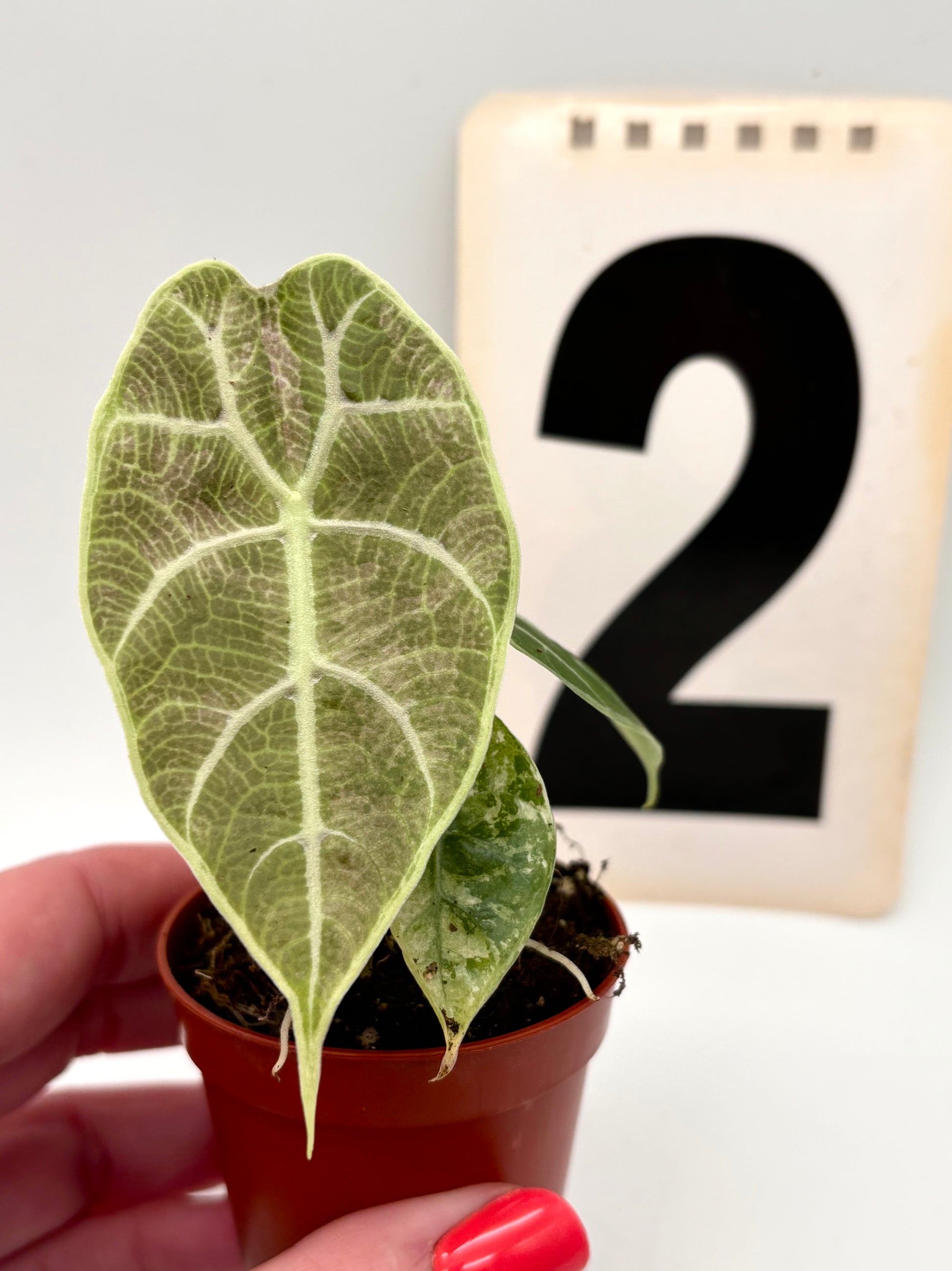 Alocasia Watsoniana Doff Variegata