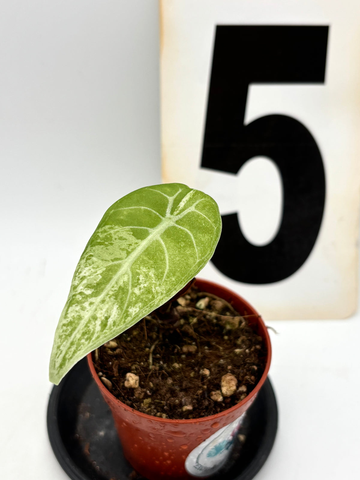 Alocasia Watsoniana Variegata mit glänzenden grünen und weißen Blättern, exotische Pflanze von Exotic-Flowers