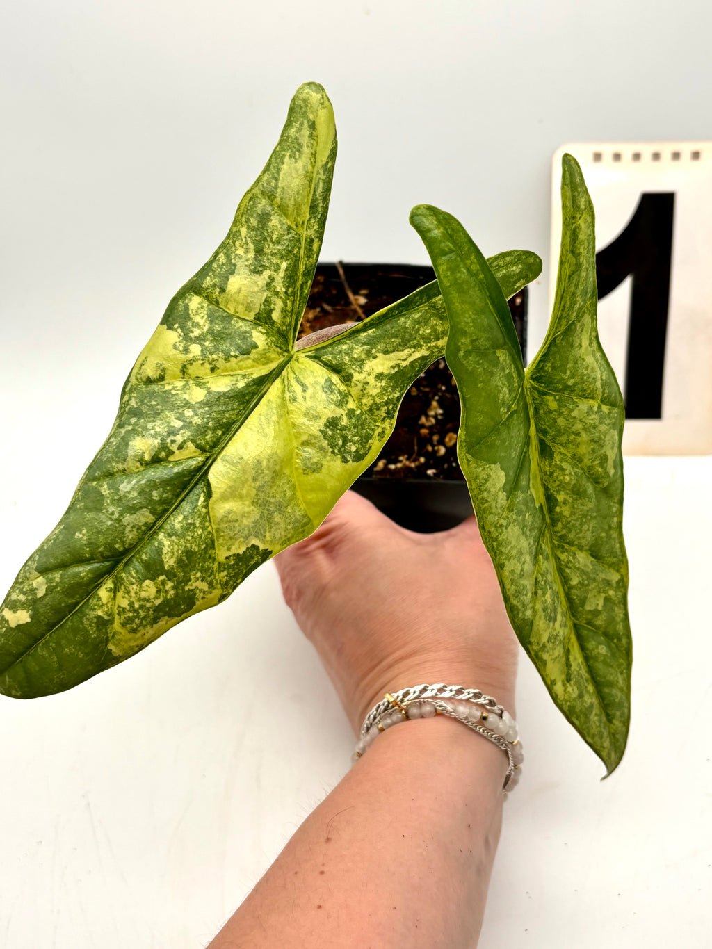Alocasia Metallic Blue Aurea Variegata Pflanze mit grünen und goldenen Blättern, exotisch und dekorativ, im Top auf einem Holzuntergrund