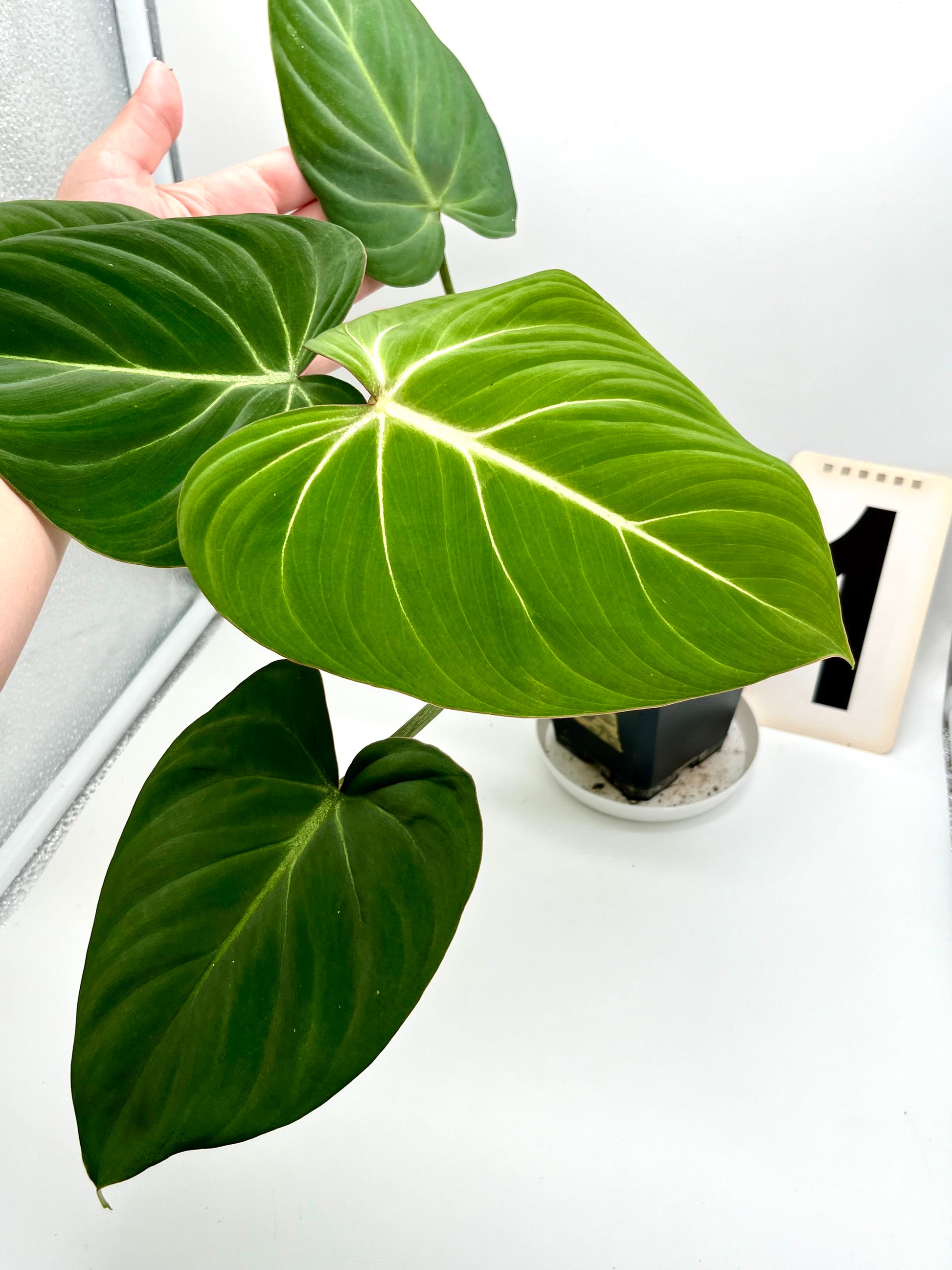 Philodendron Gloriosum