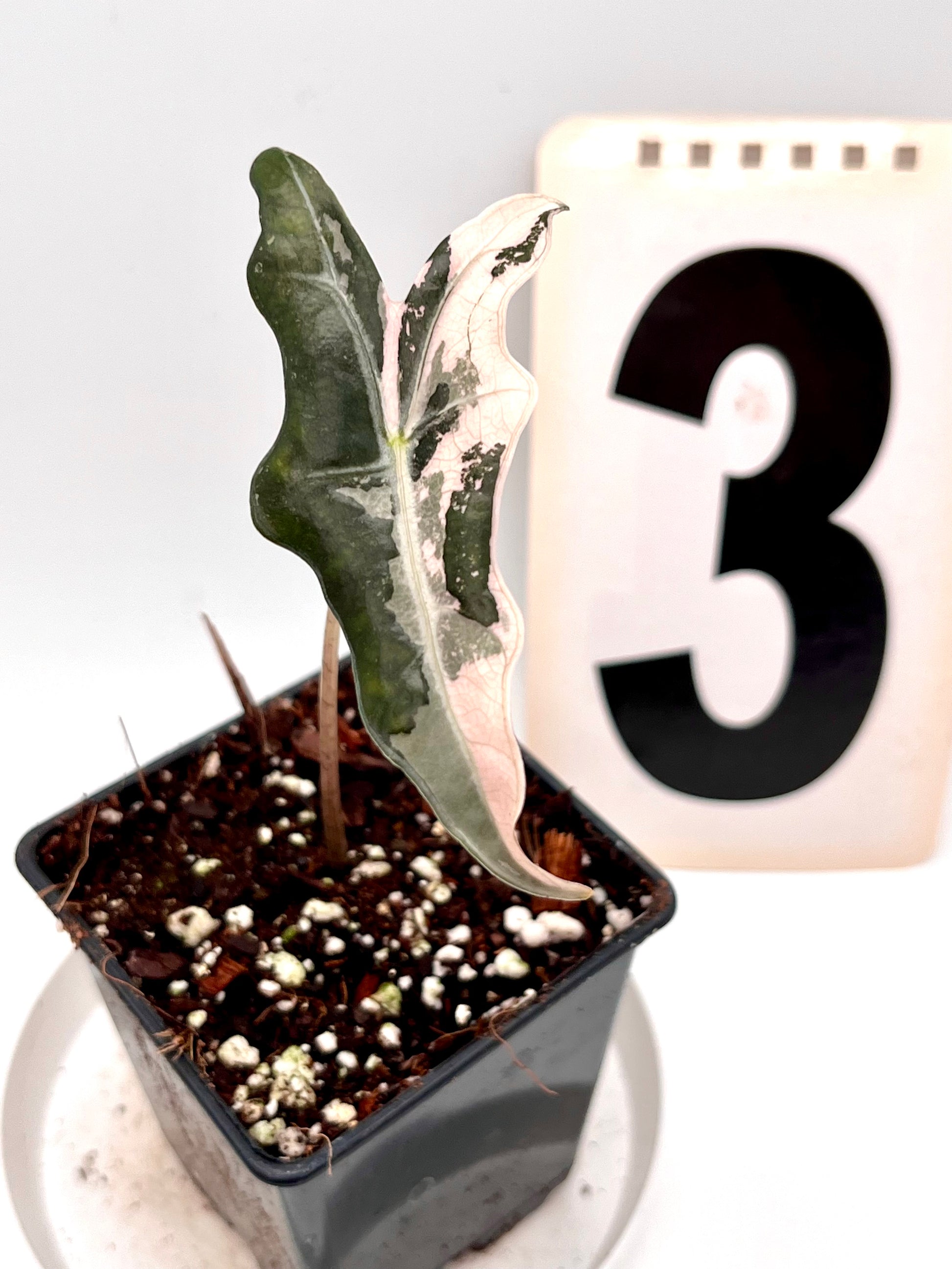 Alocasia Nobilis Variegata