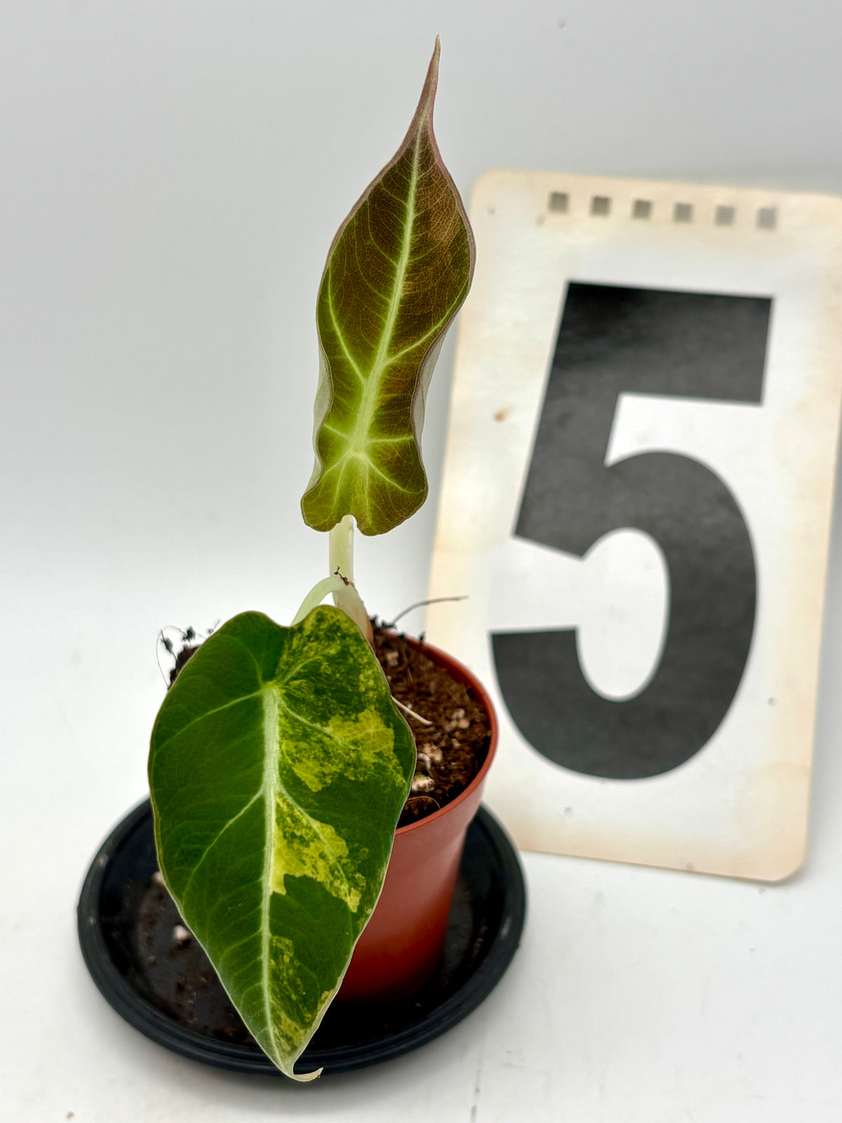 Alocasia Black Velvet Aurea Variegata
