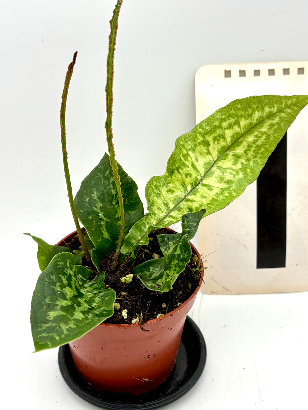 Tectaria Hilocarpa