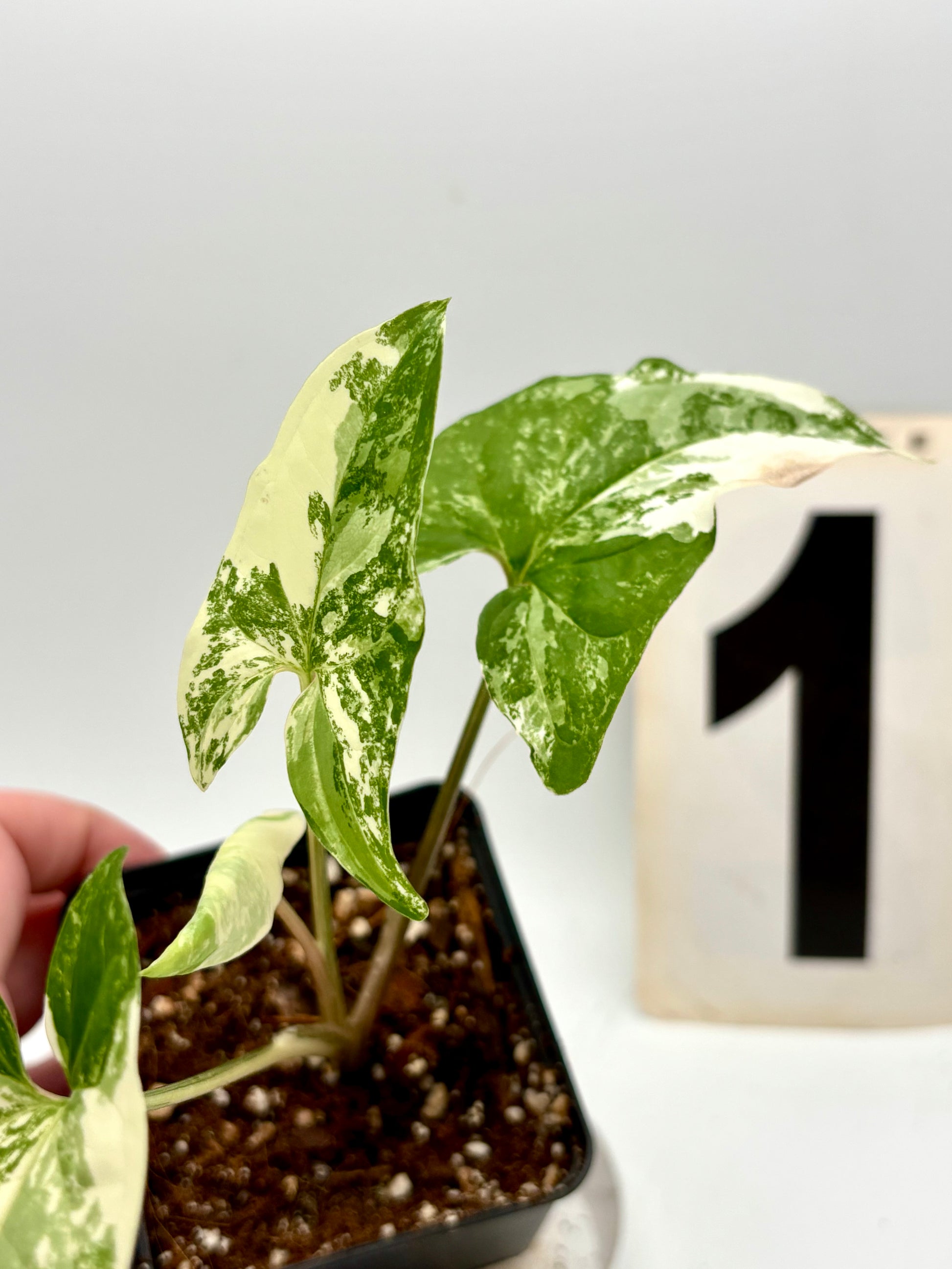 Syngonium Albo Variegata - Exotic-Flowers