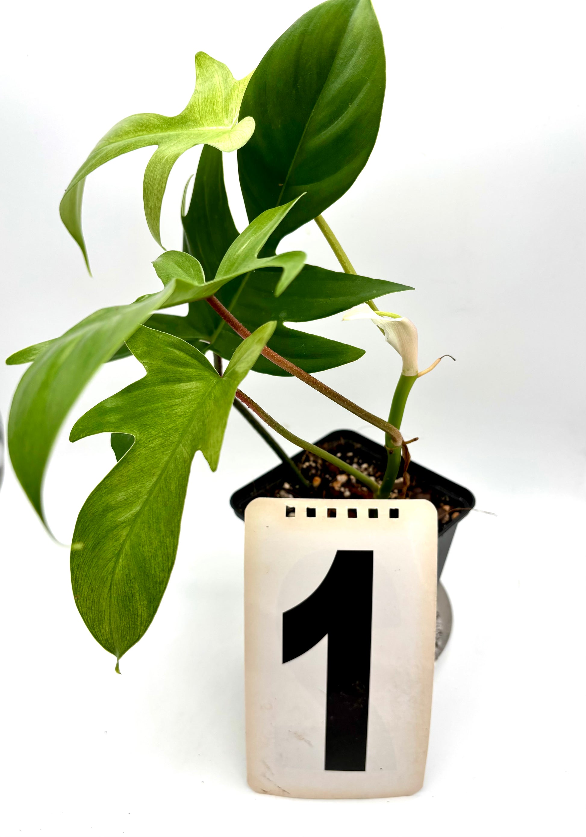 Philodendron Florida Ghost