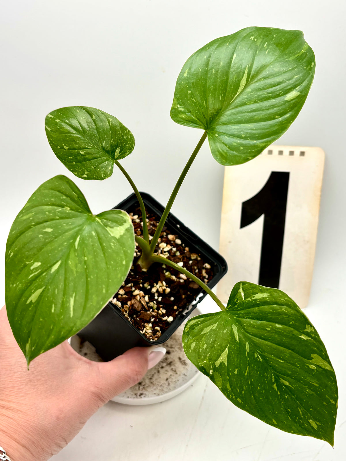 Homalomena Rubescens Variegata Pflanze mit grünen und variierten Blättern, Topfpflanze von Exotic-Flowers.