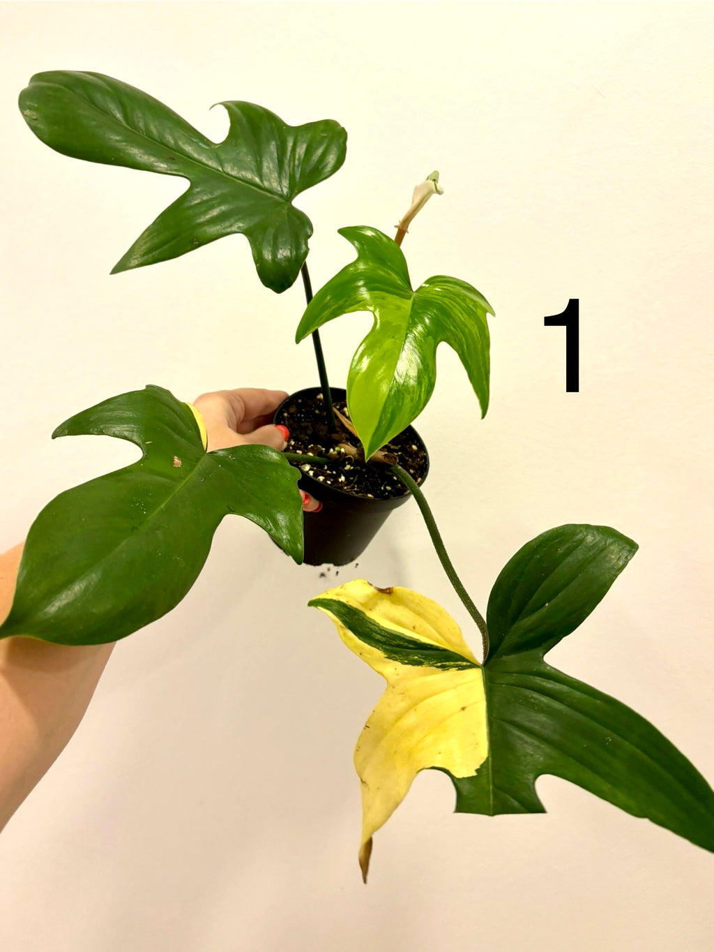 Philodendron Florida Beauty