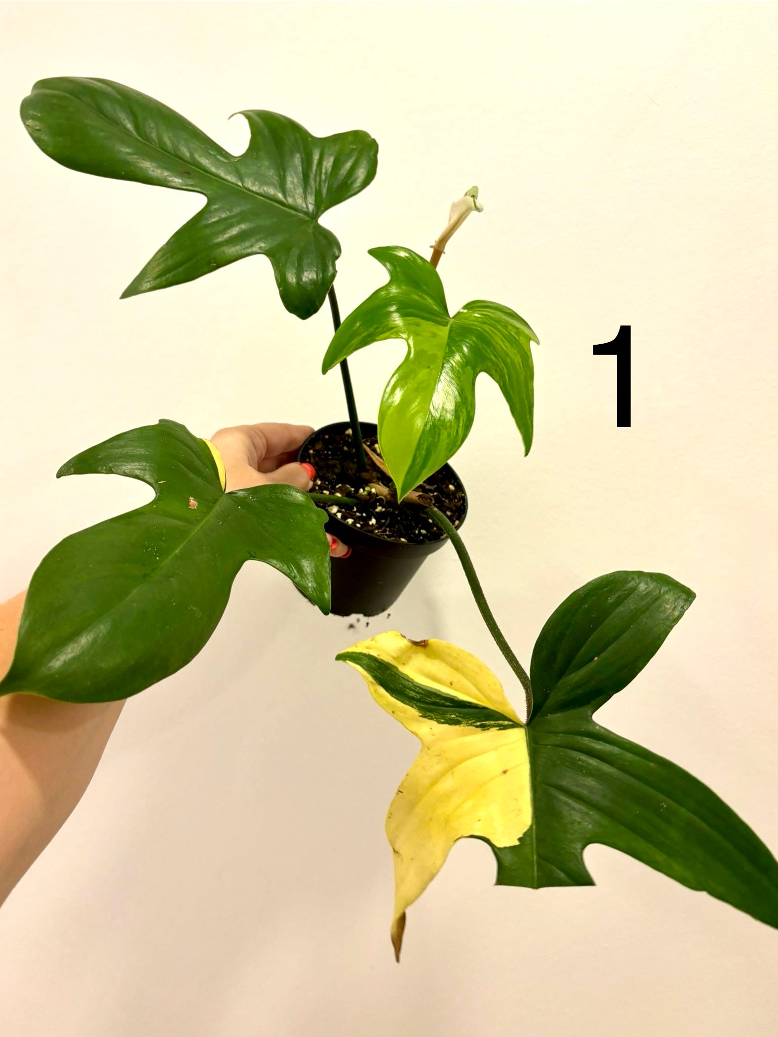 Philodendron Florida Beauty