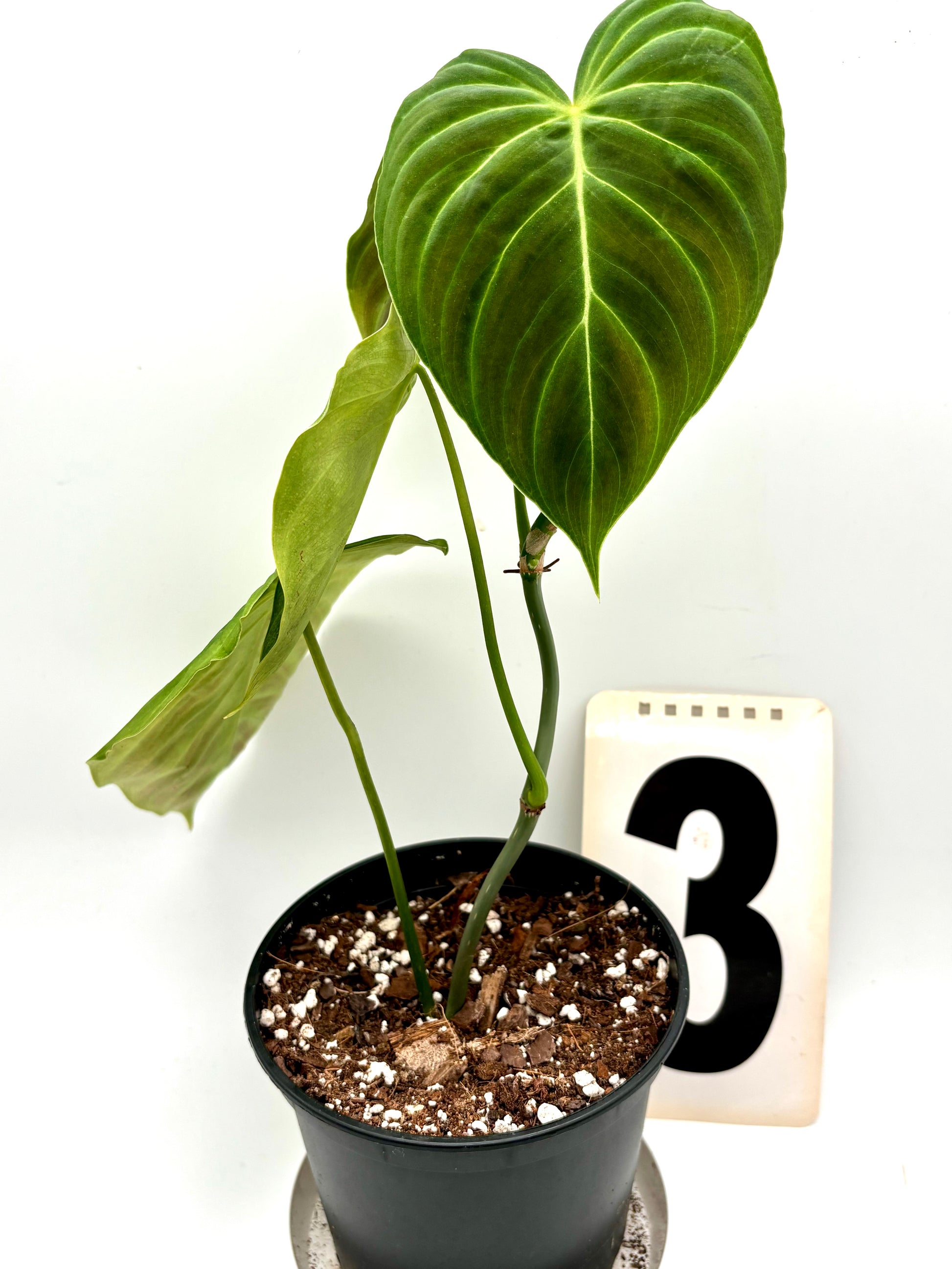 Philodendron Splendid