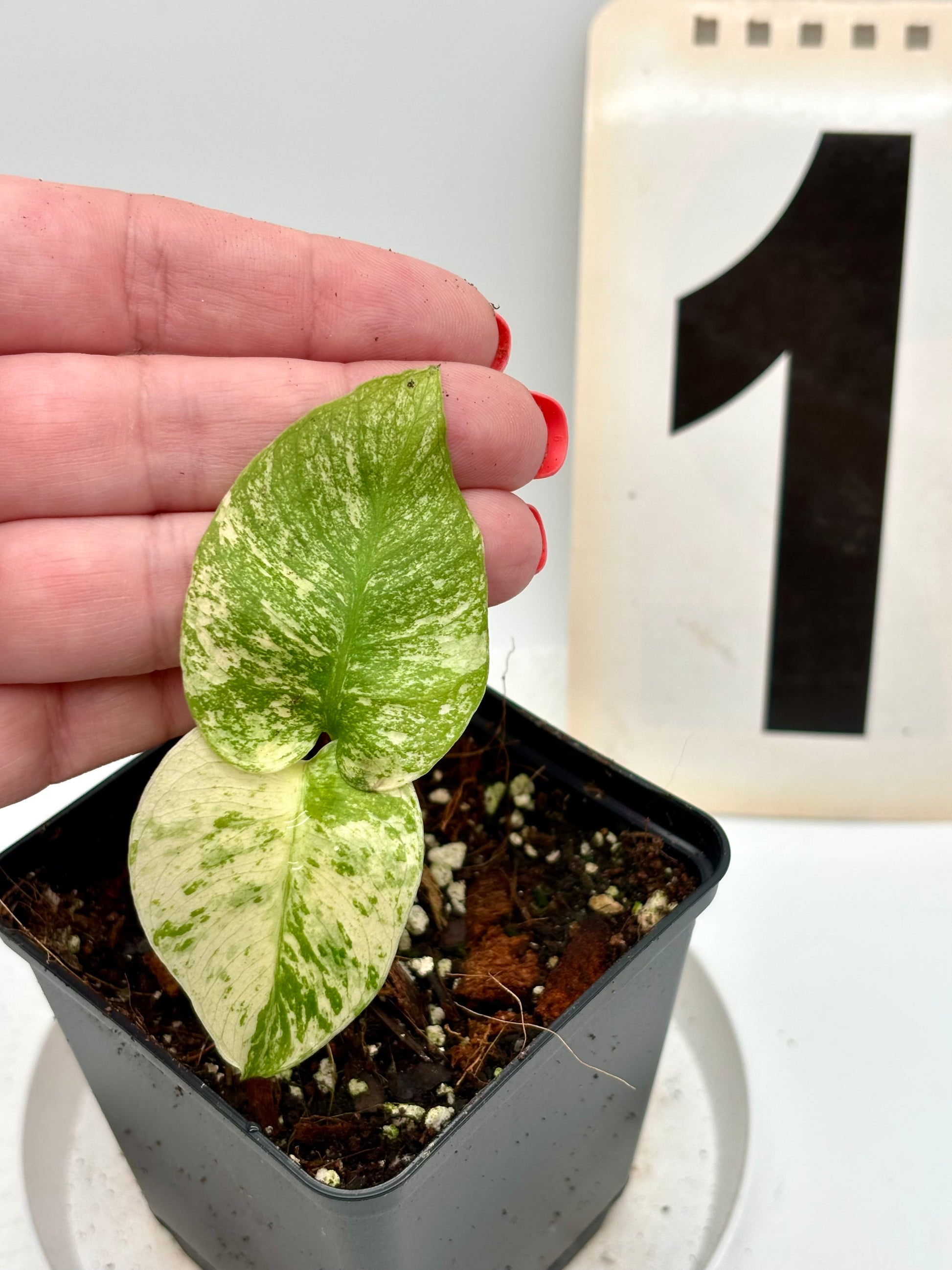 Monstera White Monster