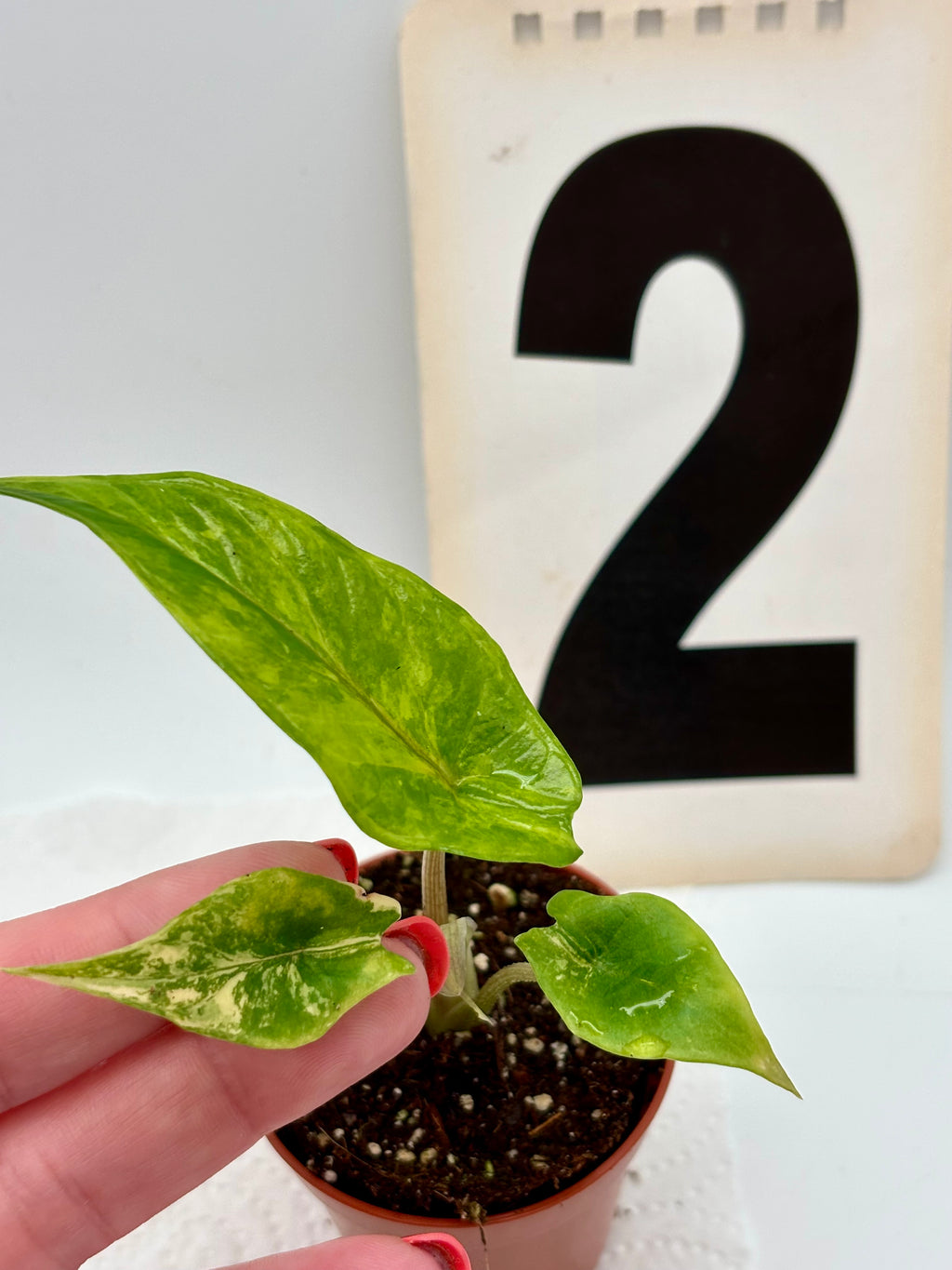 Alocasia Scalprum Variegata