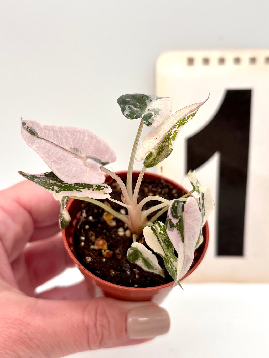 Variegierte Alocasia Bambino Pflanze von Exotic-Flowers mit großen, grünen und weißen Blättern, dekorativ und tropisch.