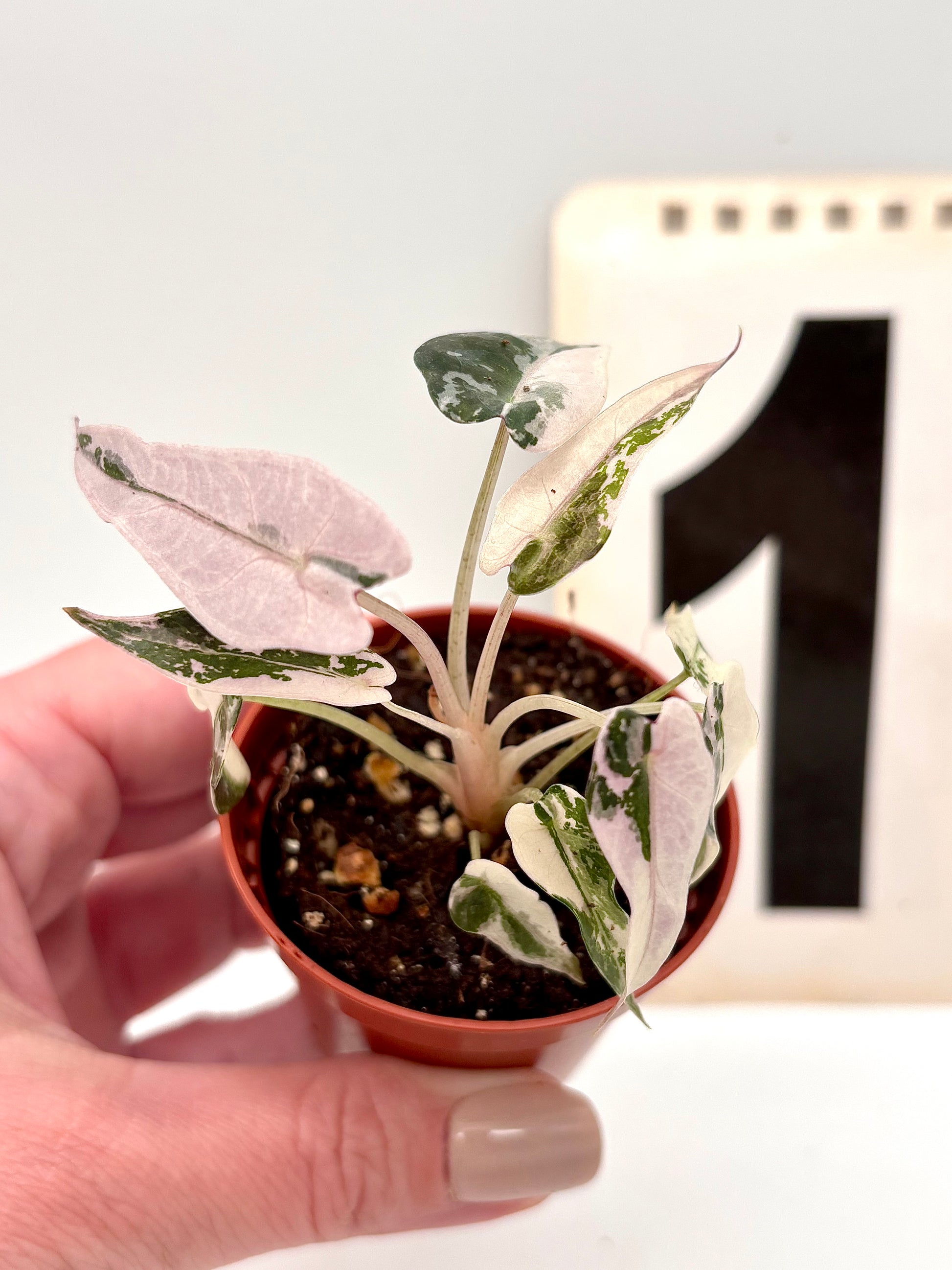 Variegierte Alocasia Bambino Pflanze von Exotic-Flowers mit großen, grünen und weißen Blättern, dekorativ und tropisch.