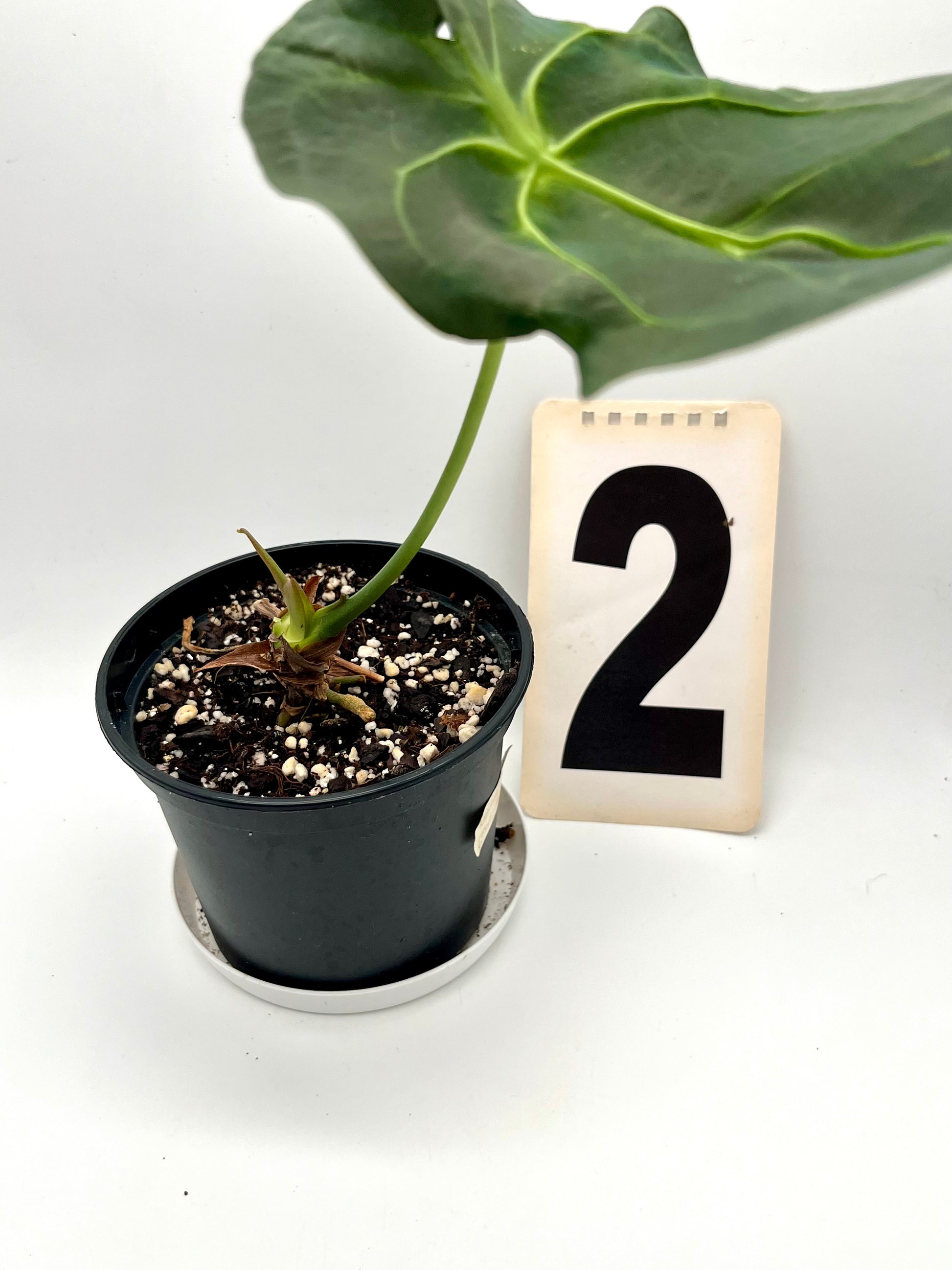 anthurium forgetii flower Anthurium Forgetii x Regale – Exotic-Flowers