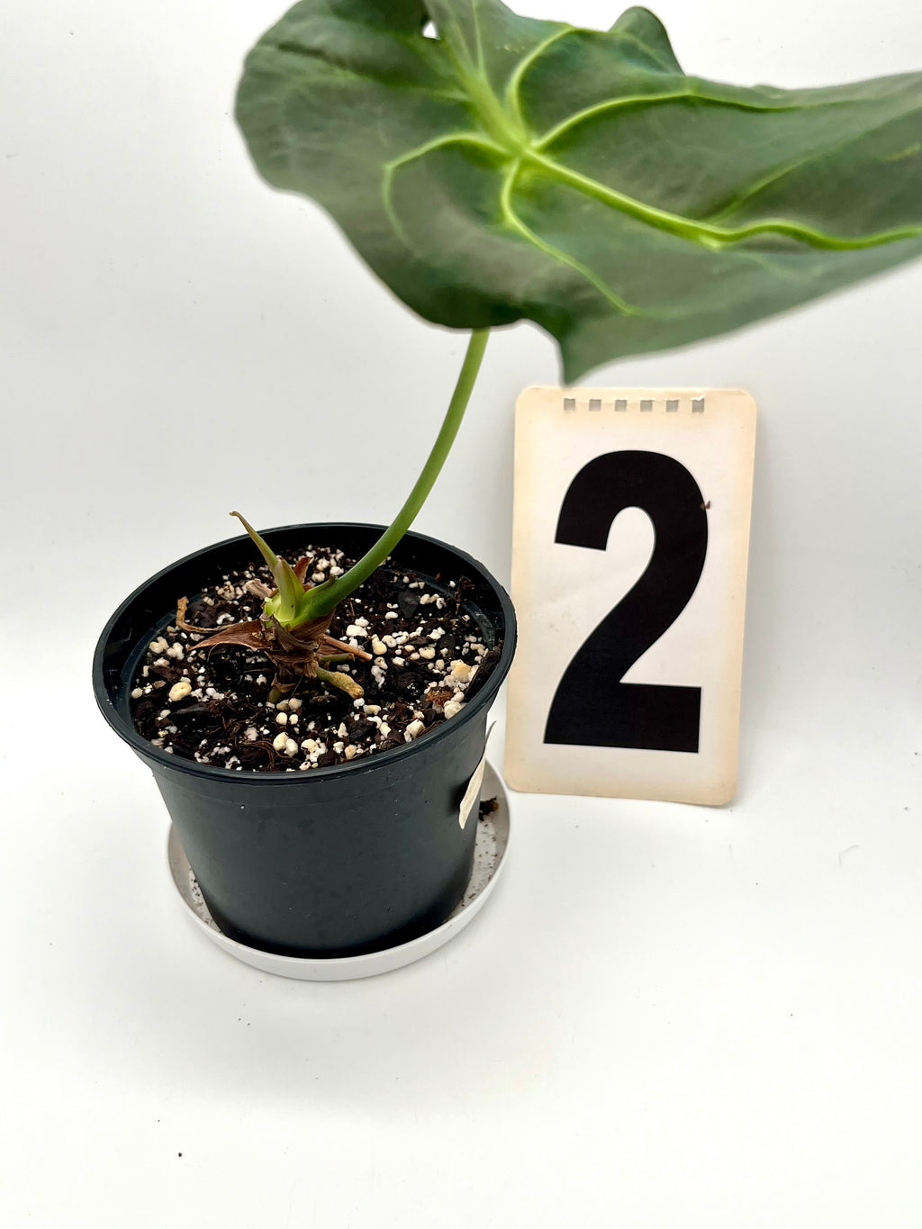Anthurium Forgetii x Regale