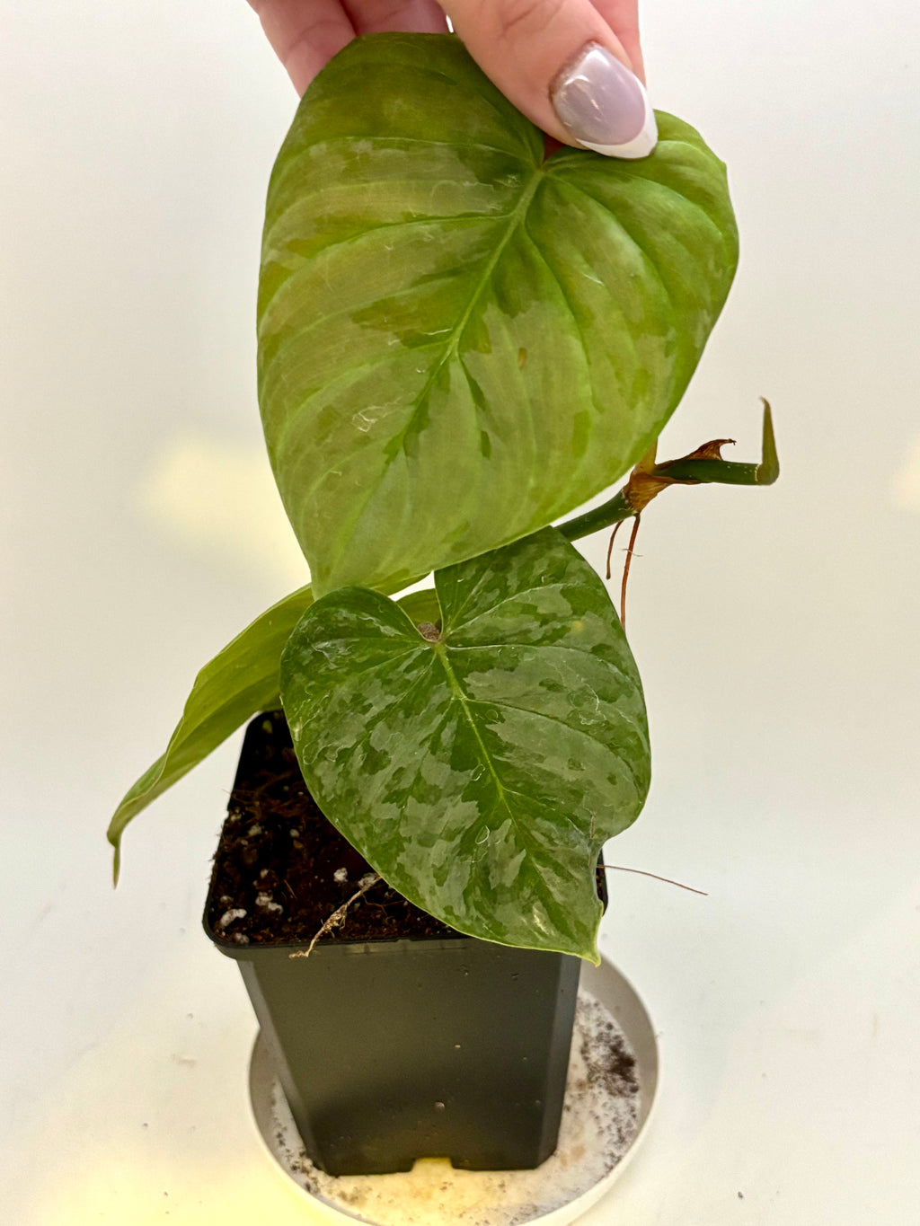 Grüner Philodendron Majestic von Exotic-Flowers mit großen, glänzenden Blättern in einem Topf auf einer neutralen Oberfläche