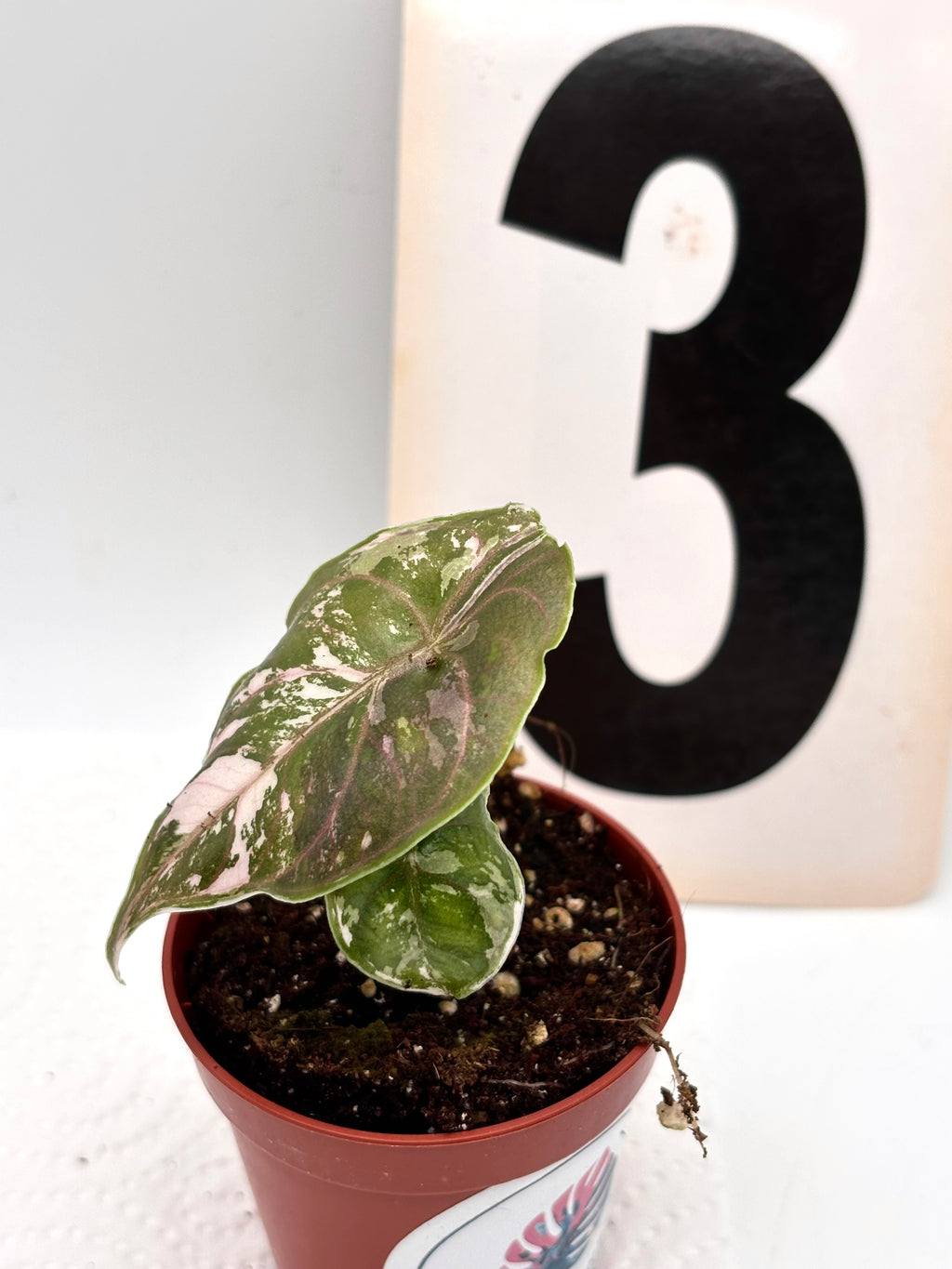 Alocasia Azlanii Variegata