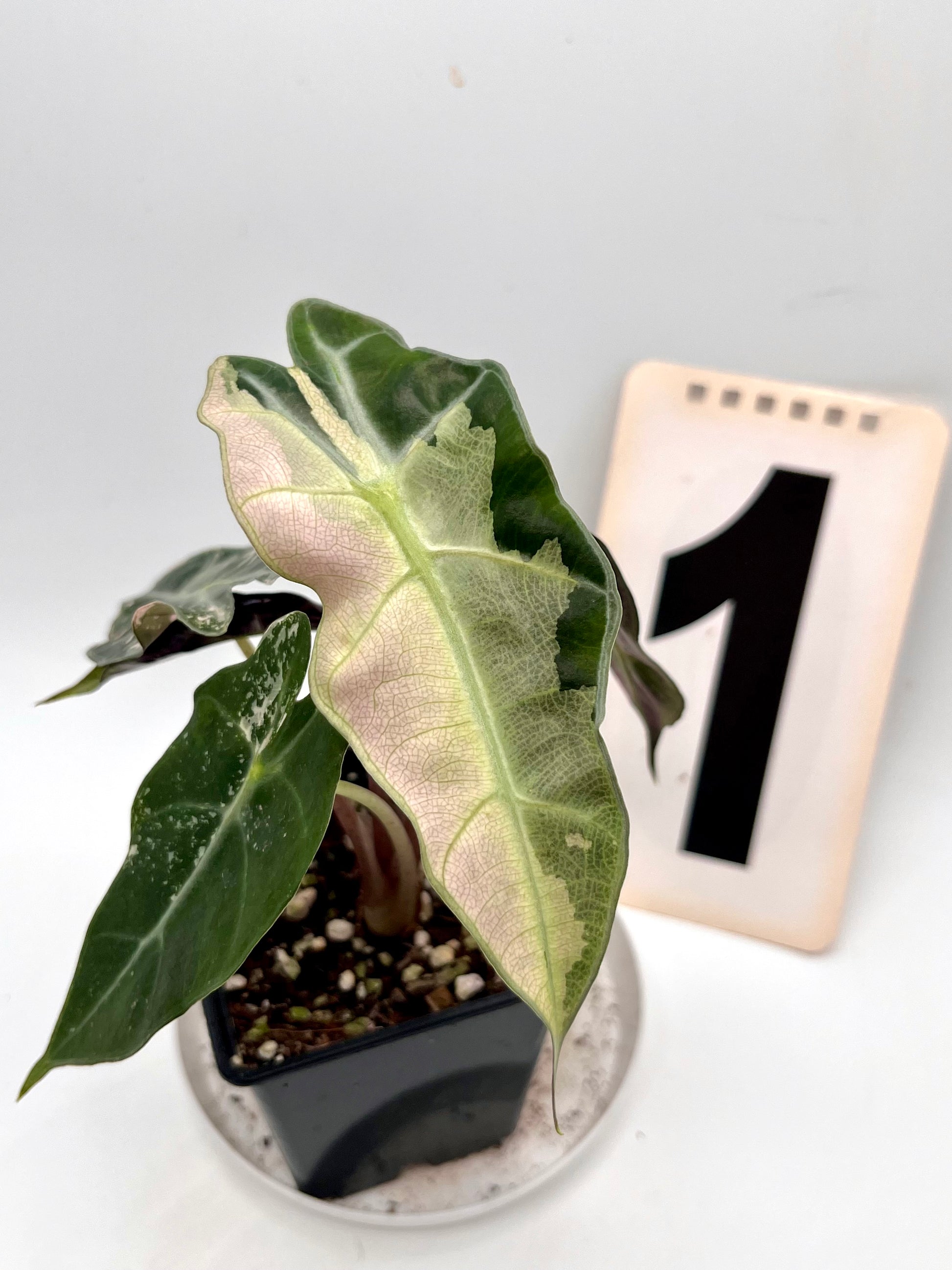 Alocasia Polly Variegata