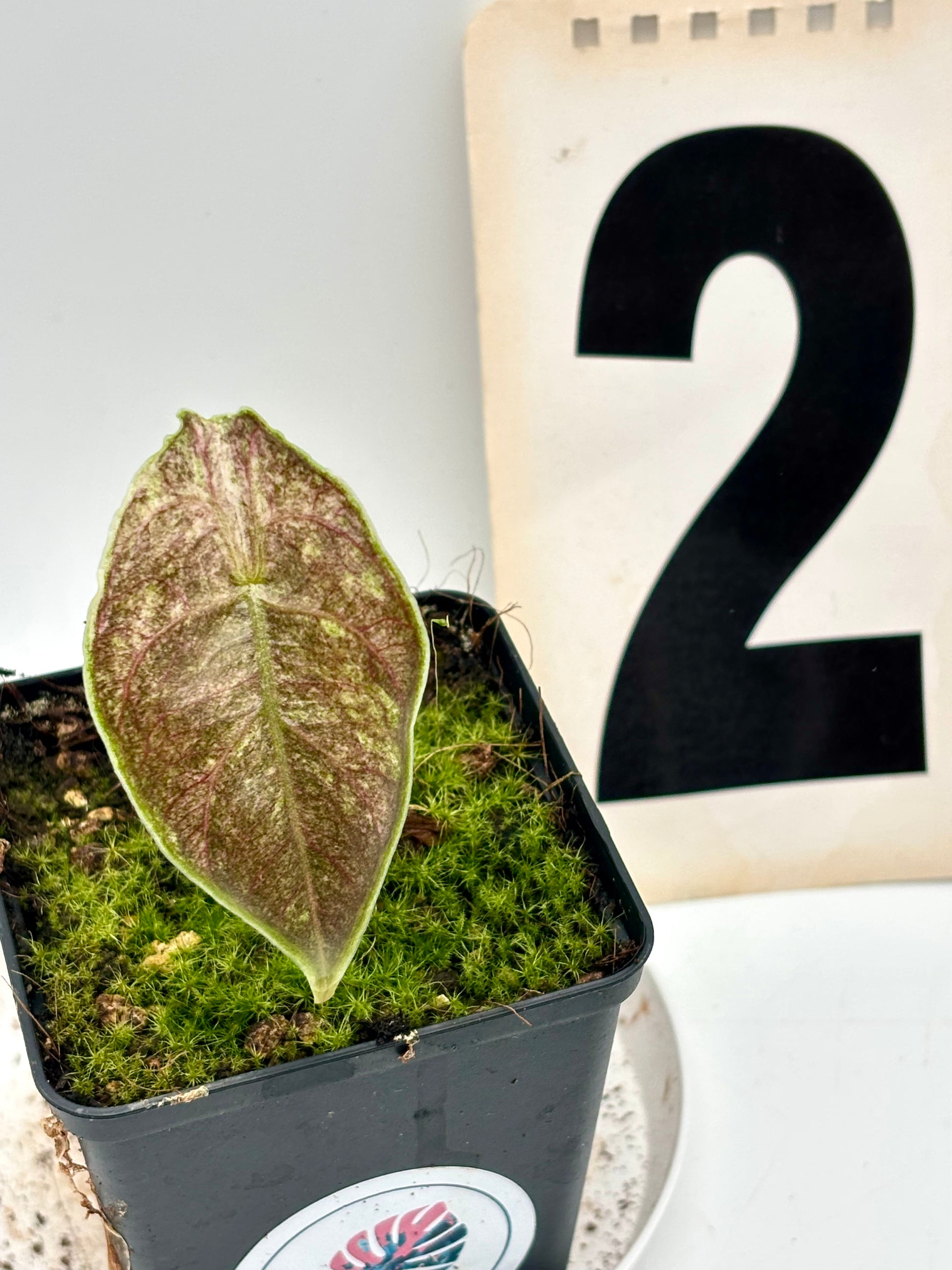 Alocasia Azlanii Variegata - Exotic-Flowers