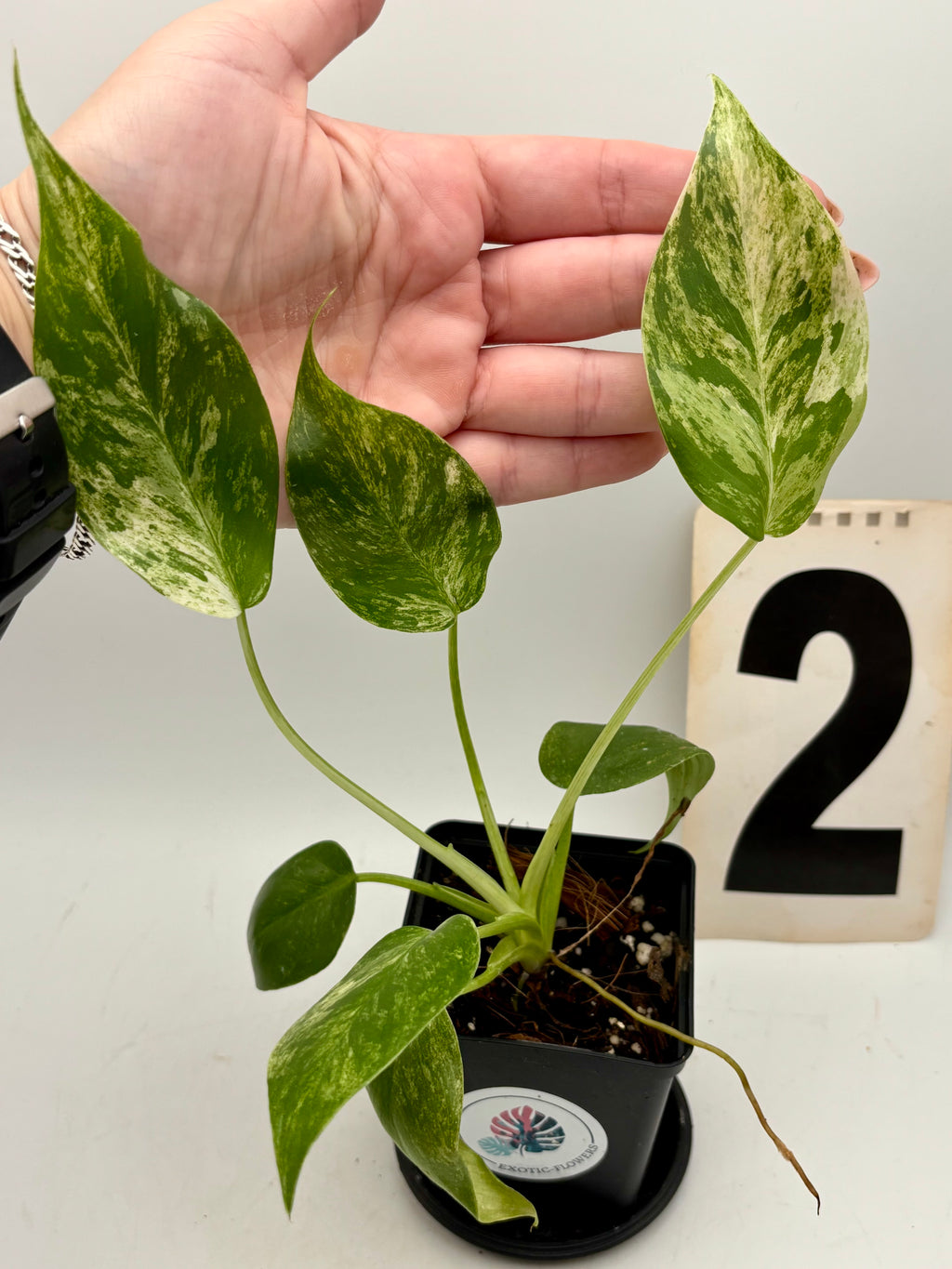 Variegierter Philodendron Giganteum von Exotic-Flowers, große grüne Blätter mit weißen Mustern, lebendige Zimmerpflanze