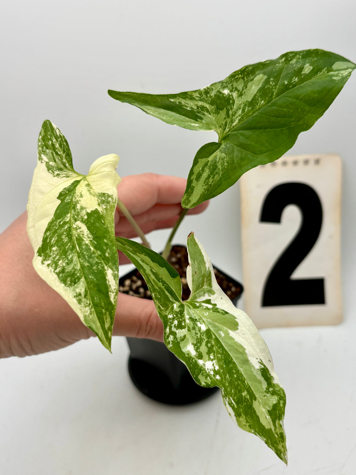 Syngonium Albo Variegata Pflanze mit weißen und grünen Blättern, exotische Zimmerpflanze von Exotic-Flowers