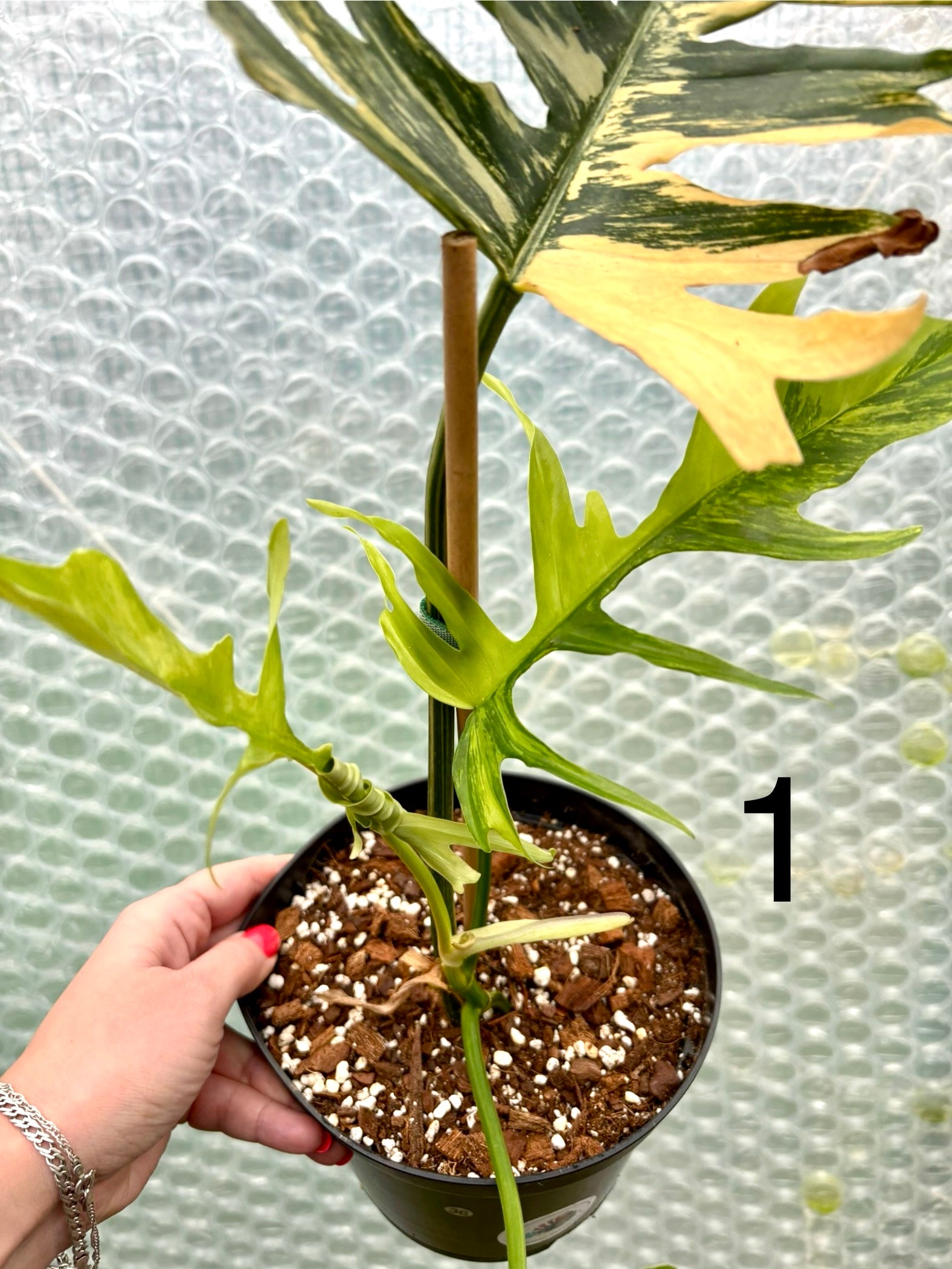 Philodendron Tortum Variegata x Florida Beauty