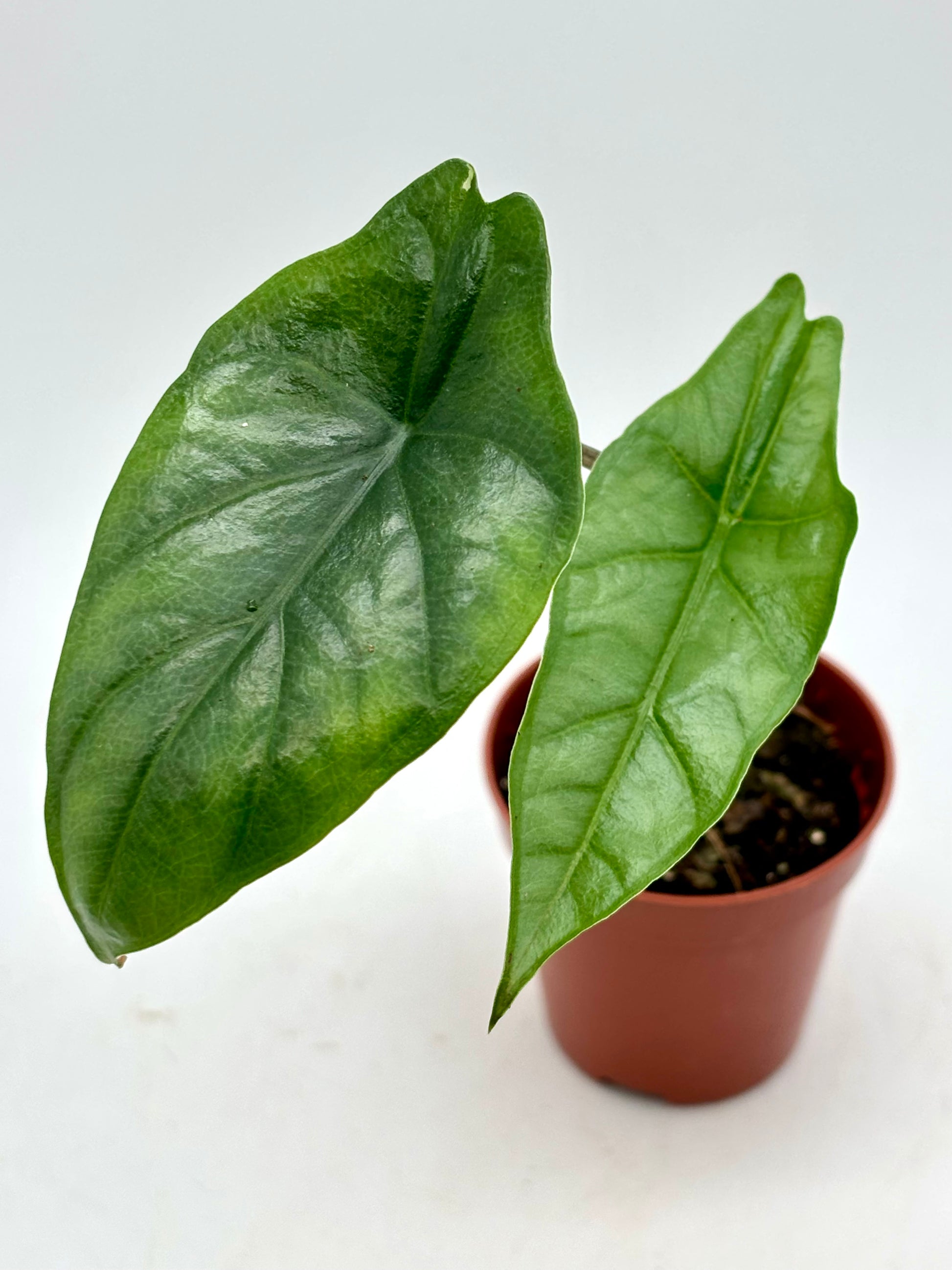 Alocasia Heterophylla