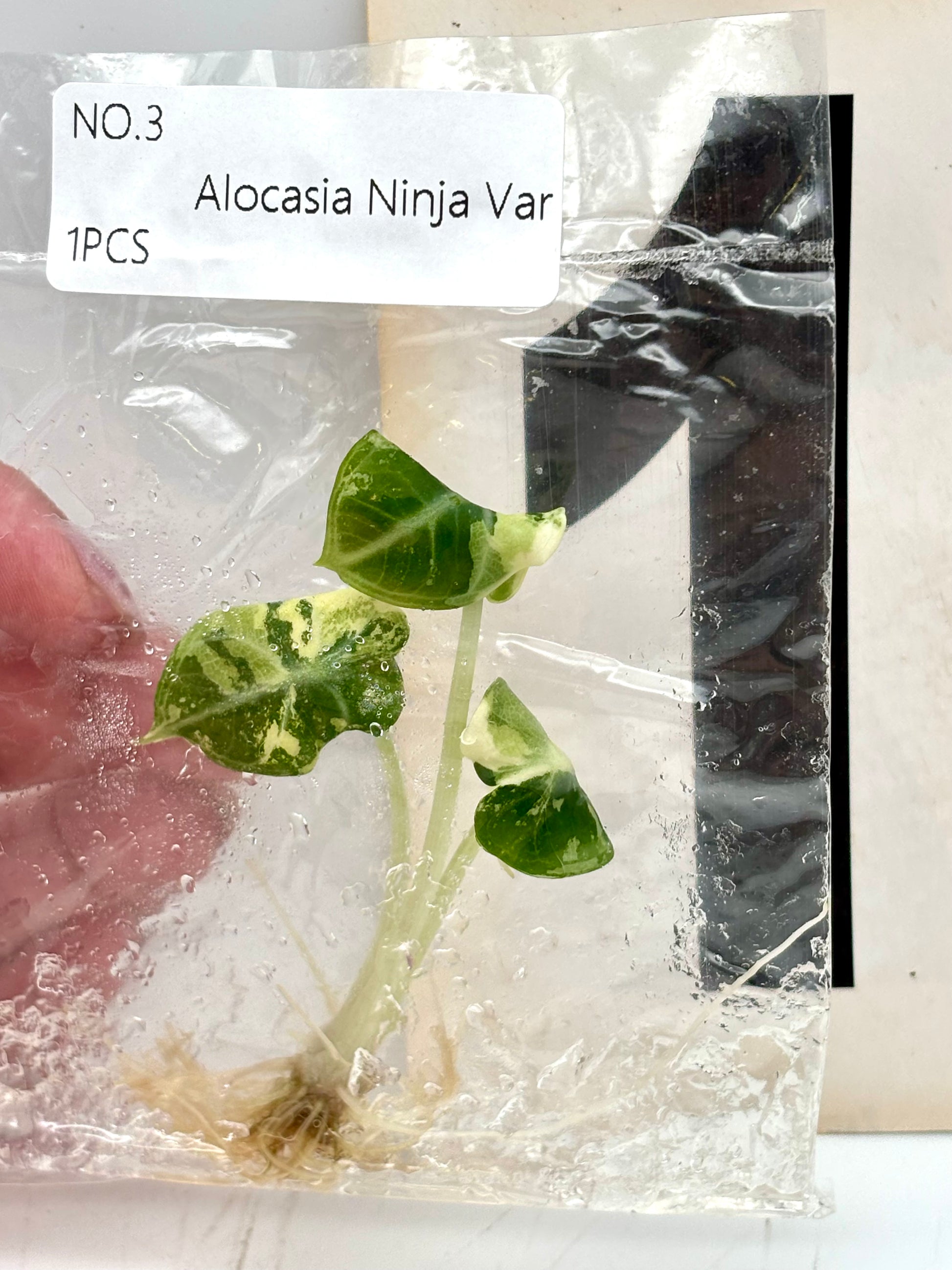 TC - Alocasia Ninja Albo Variegata
