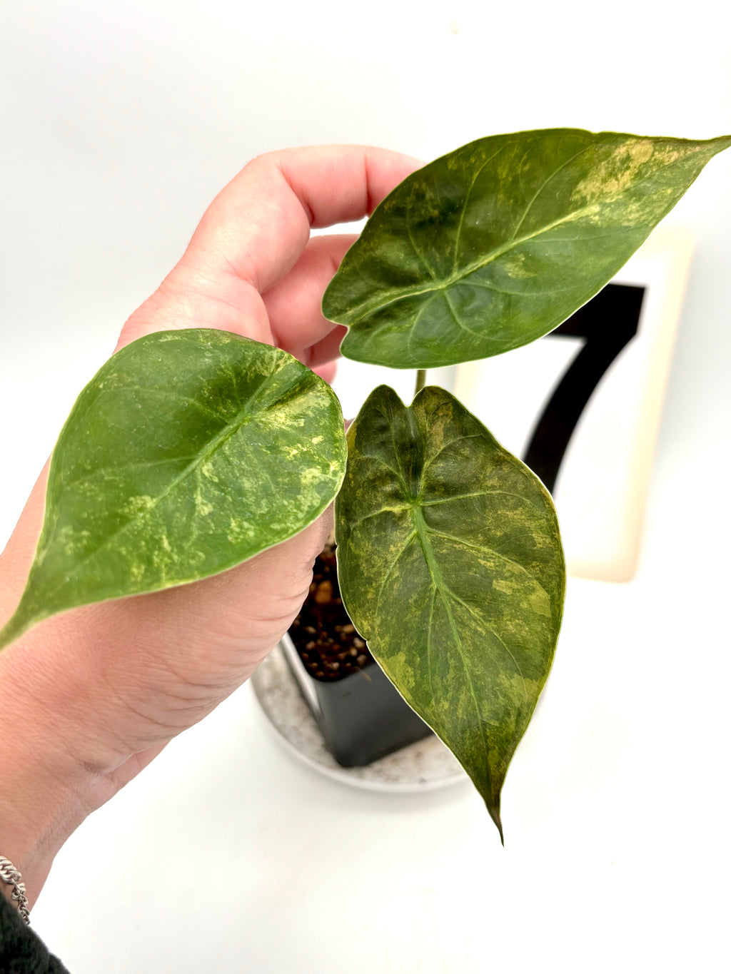 Alocasia Wentii (Sunset) Variegata