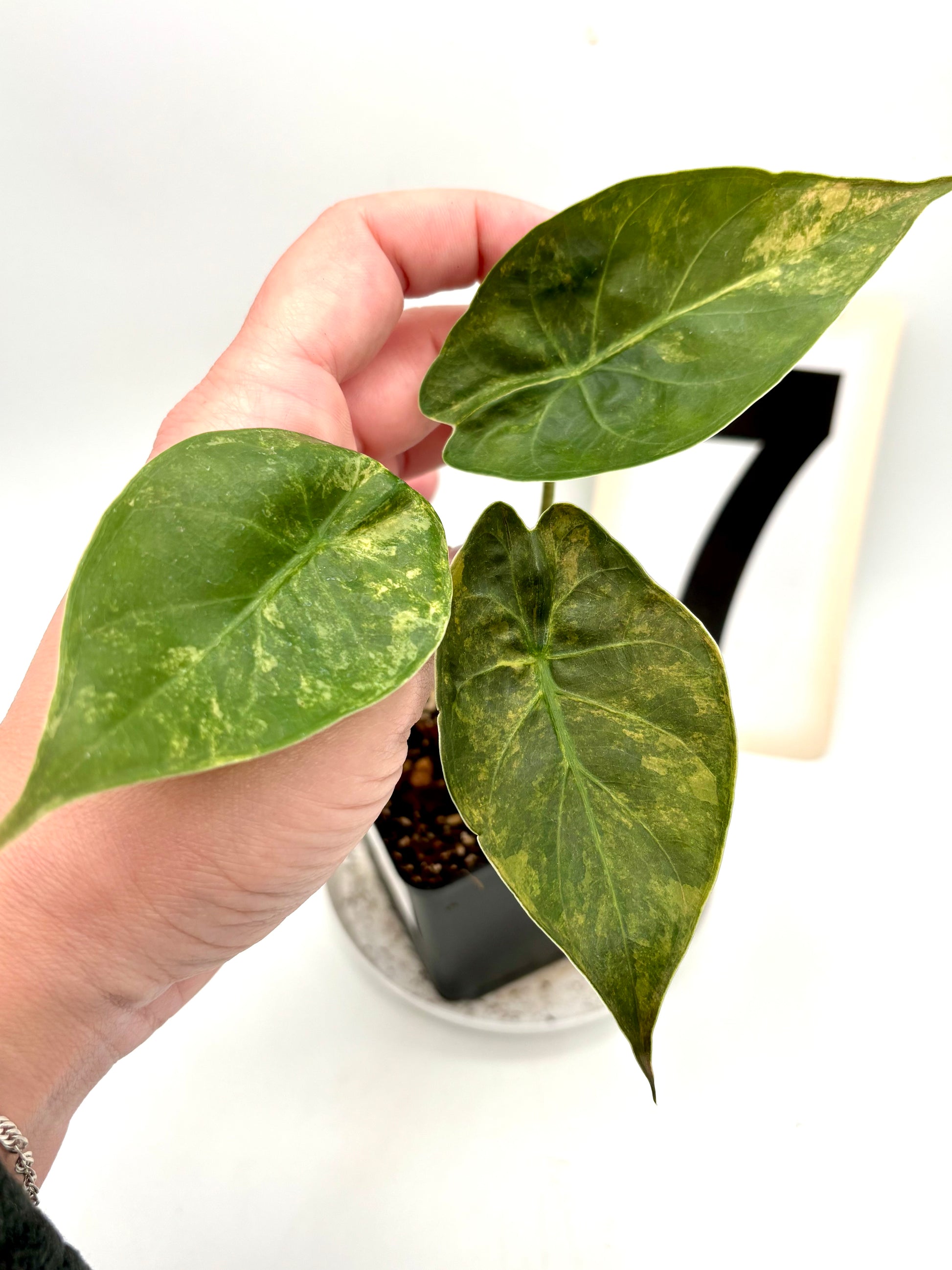 Alocasia Wentii (Sunset) Variegata