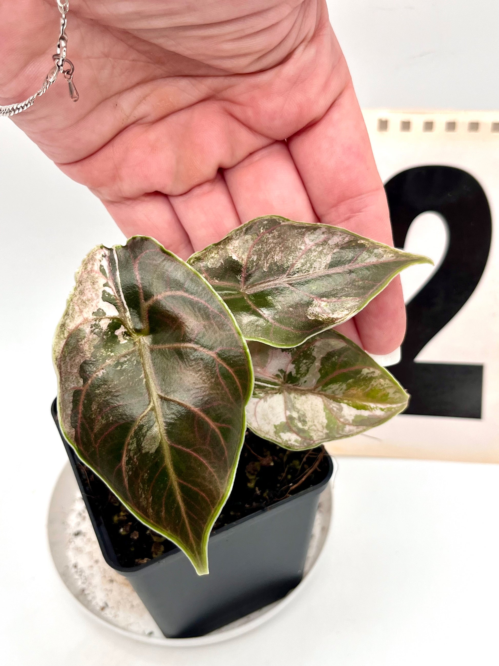 Alocasia Azlanii Variegata