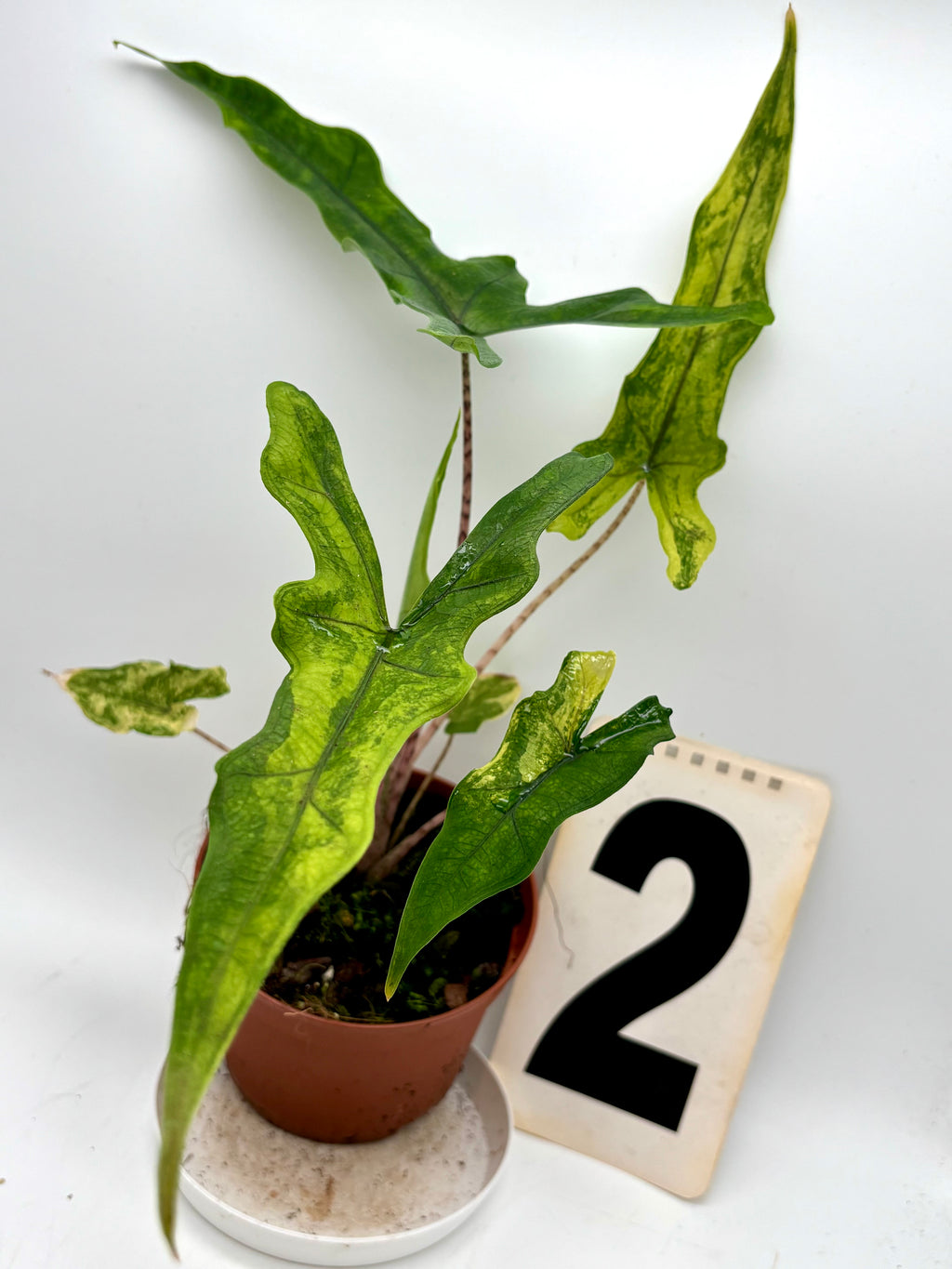 Alocasia Sabrina Variegata - Exotic-Flowers