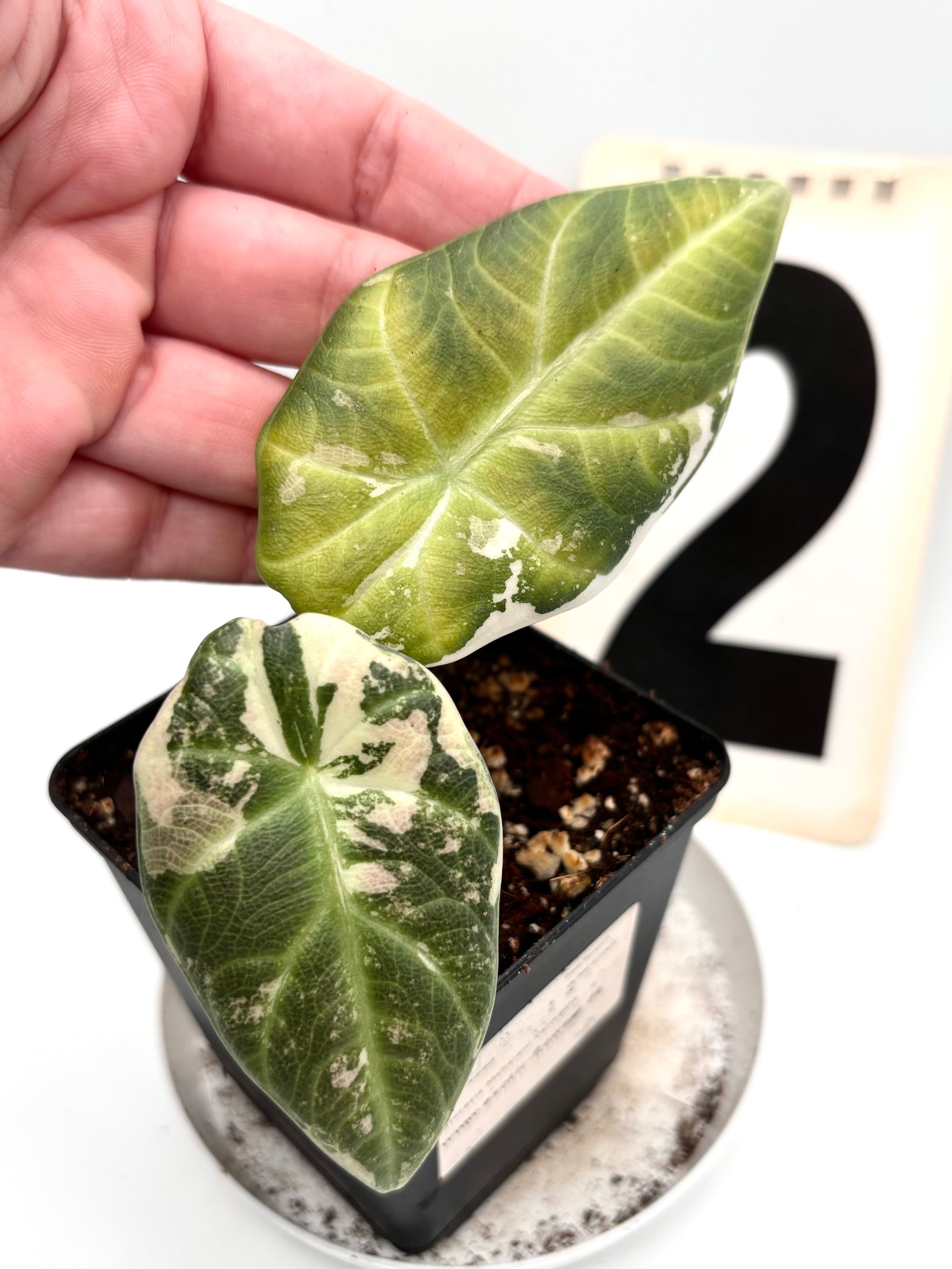 Alocasia Maharani Variegata