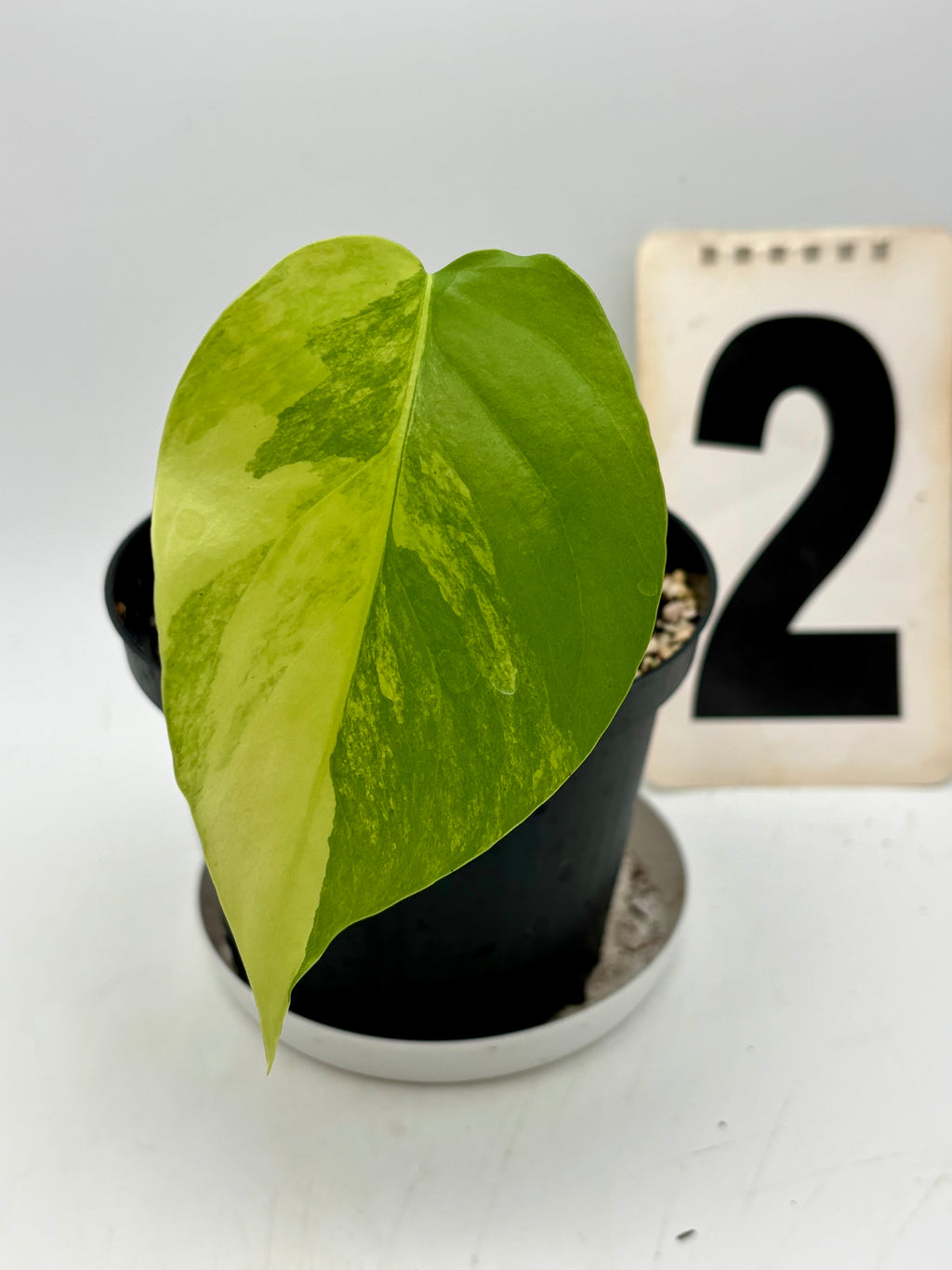 Gelbe und grüne Monstera Aurea Variegata Pflanze von Exotic-Flowers, mit großen dekorativen Blättern, detailreiche Blattform.
