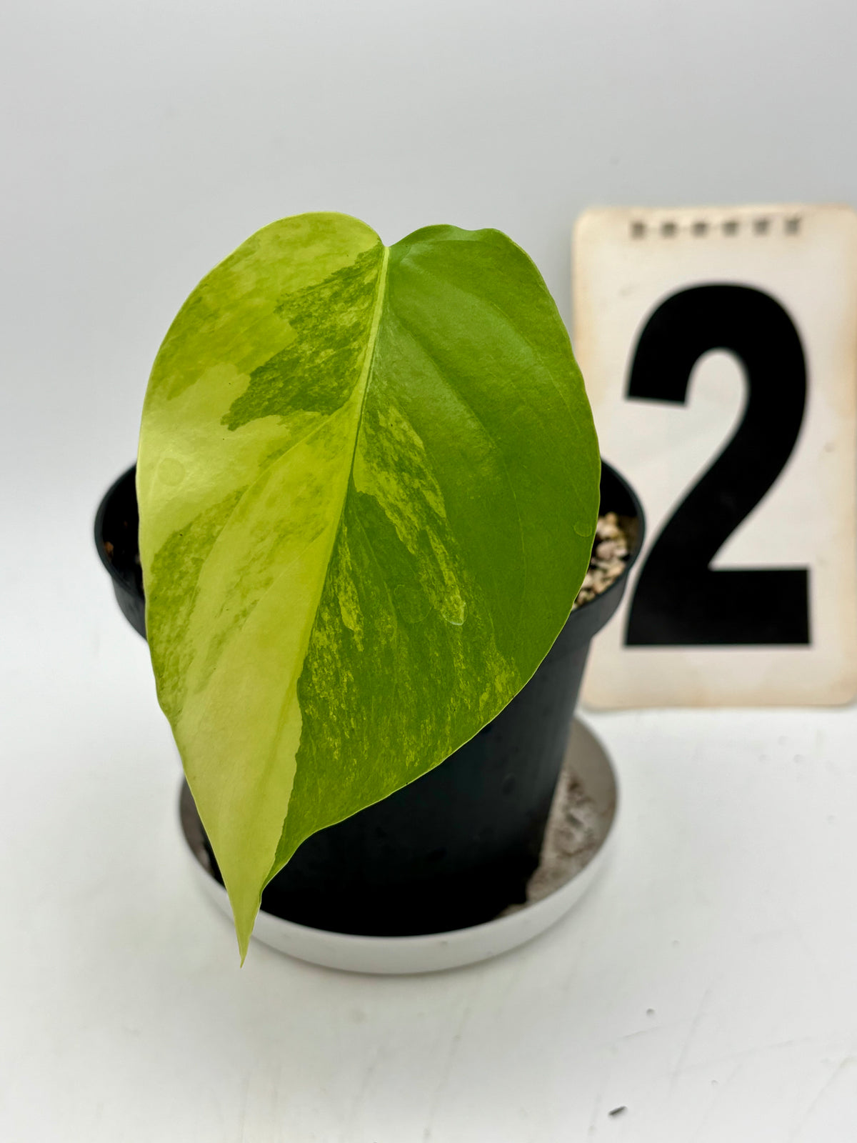 Gelbe und grüne Monstera Aurea Variegata Pflanze von Exotic-Flowers, mit großen dekorativen Blättern, detailreiche Blattform.