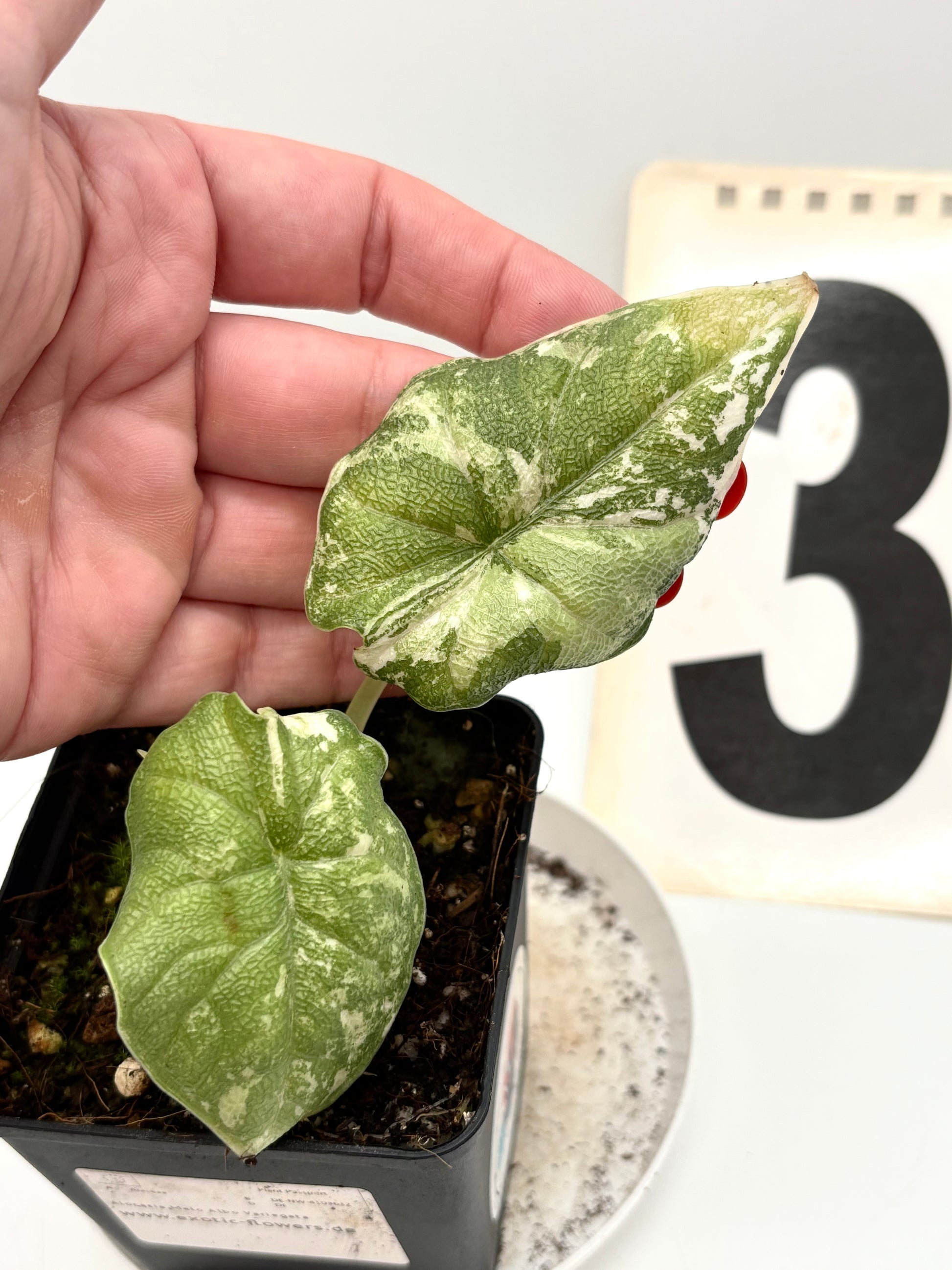 Alocasia Melo Albo Variegata