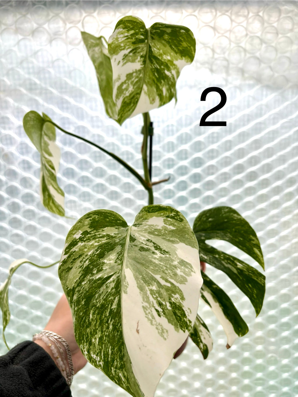 Variegierte Monstera Pflanze von Exotic-Flowers mit grünen und weißen Blättern, dekorativ und tropisch.