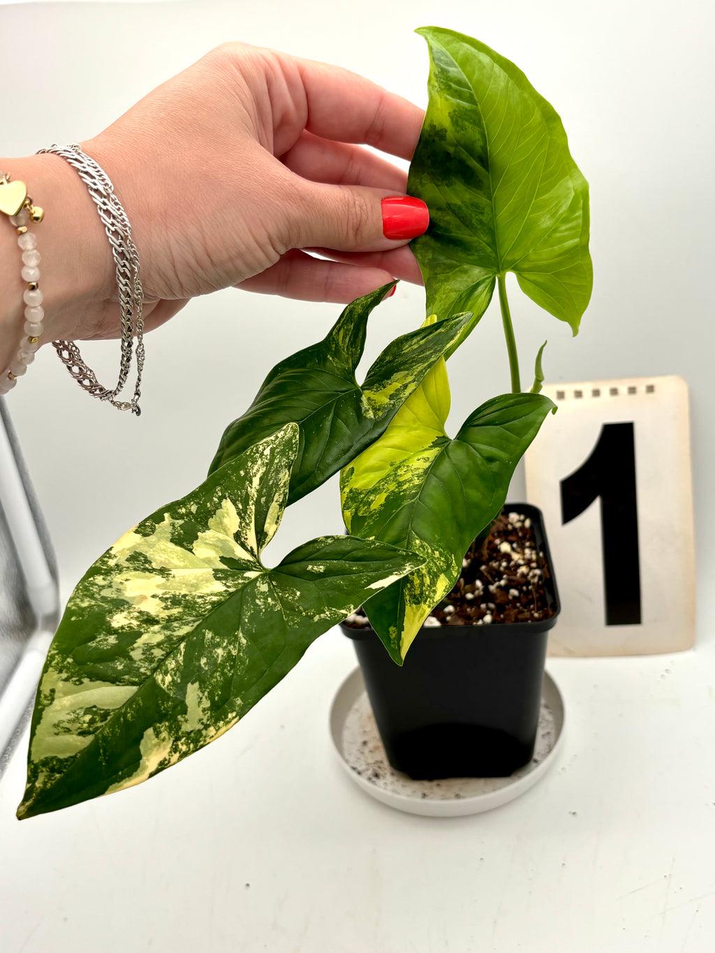 Grüner Syngonium Aurea Pflanze mit gelben Blättern, Zimmerpflanze von Exotic-Flowers, Nahaufnahme der Blätter