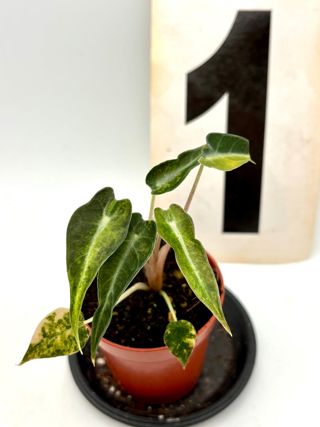 Alocasia Bambino Aurea Variegata von Exotic-Flowers, kleine Pflanze mit grün-gelben, variegierten Blättern, auf Topf stehend.