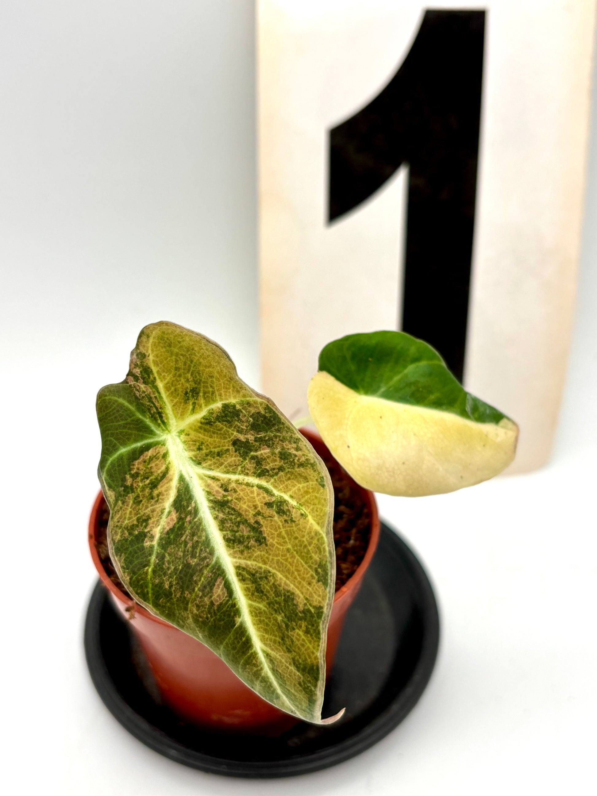 Alocasia Black Velvet Aurea Variegata von Exotic-Flowers, grüne Pflanze mit schwarzen Blättern und goldgelben Variegations, im Top.