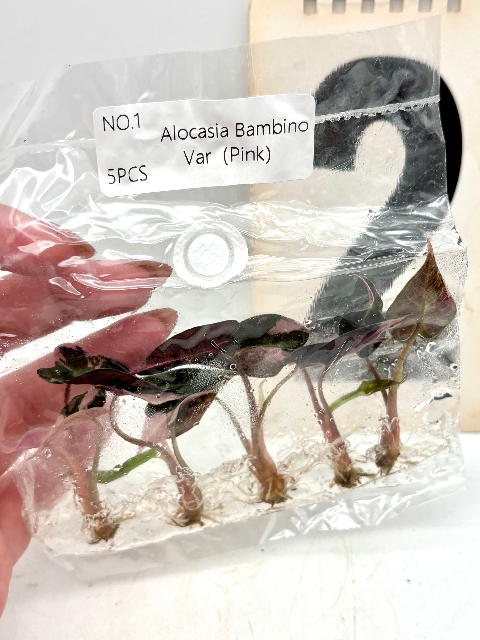 TC - 5 Stück - Alocasia Bambino Albo / Pink Variegata