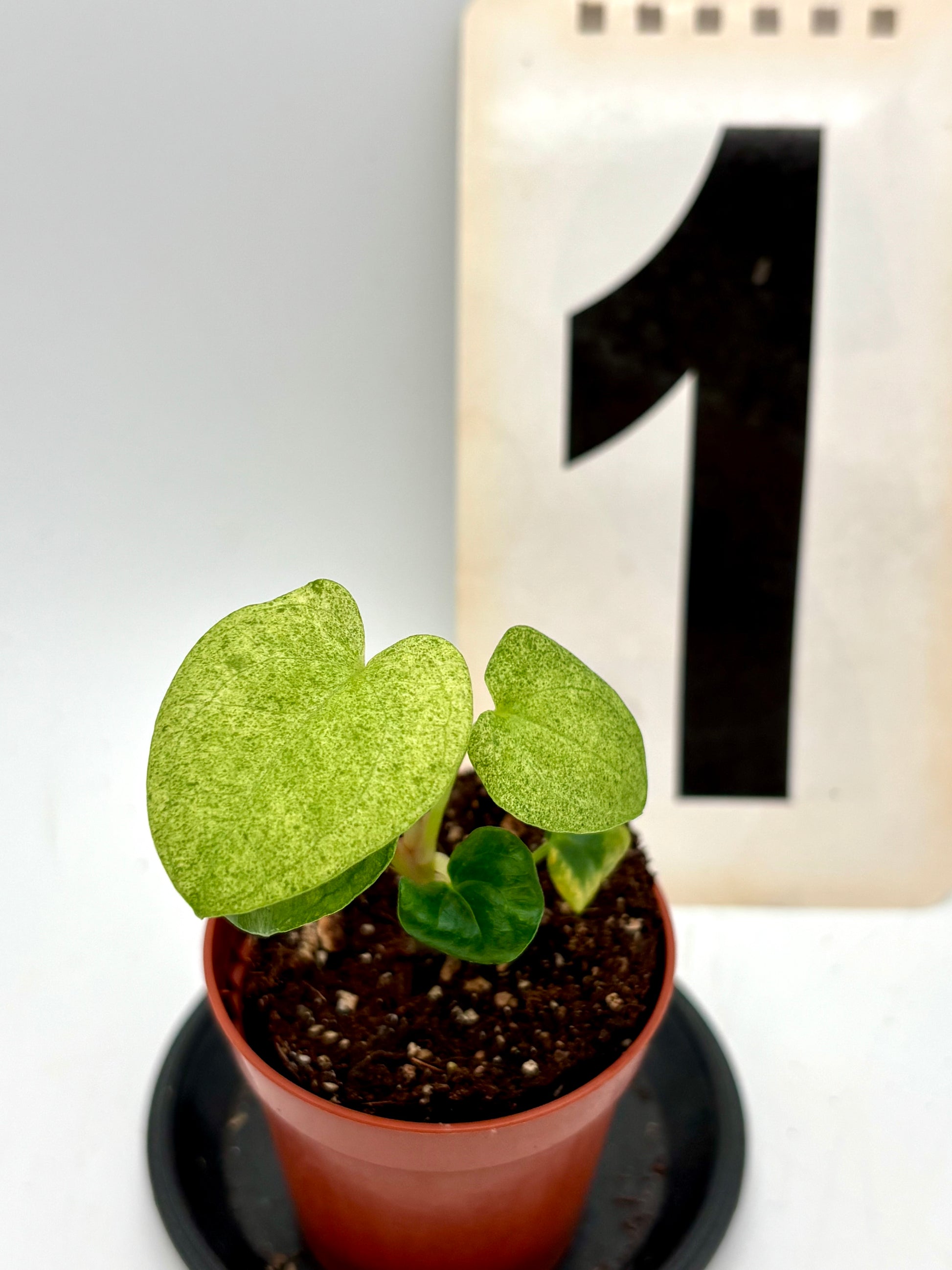 Anthurium Dark Phoenix Variegata von Exotic-Flowers mit dunkelgrünen Blättern und auffälliger variegater Musterung, Topfpflanze.