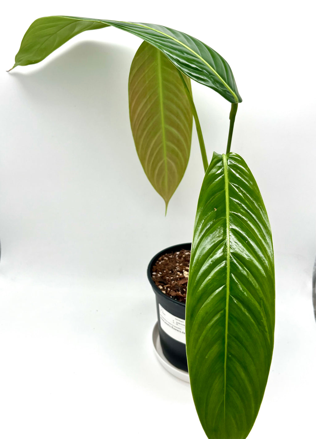 Philodendron Heterocraspedon