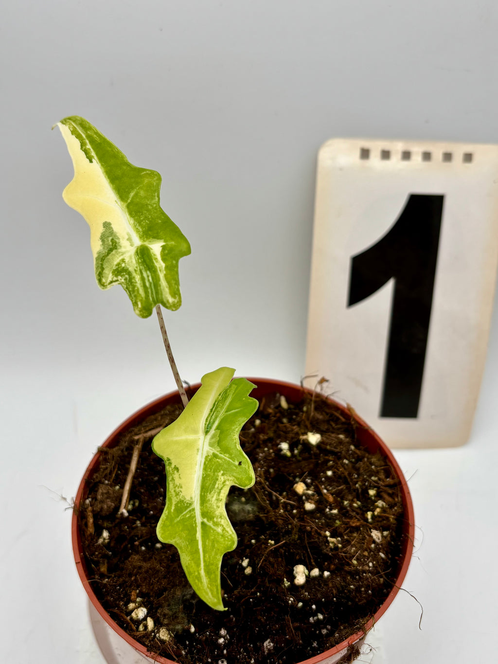 Alocasia Portei Variegata