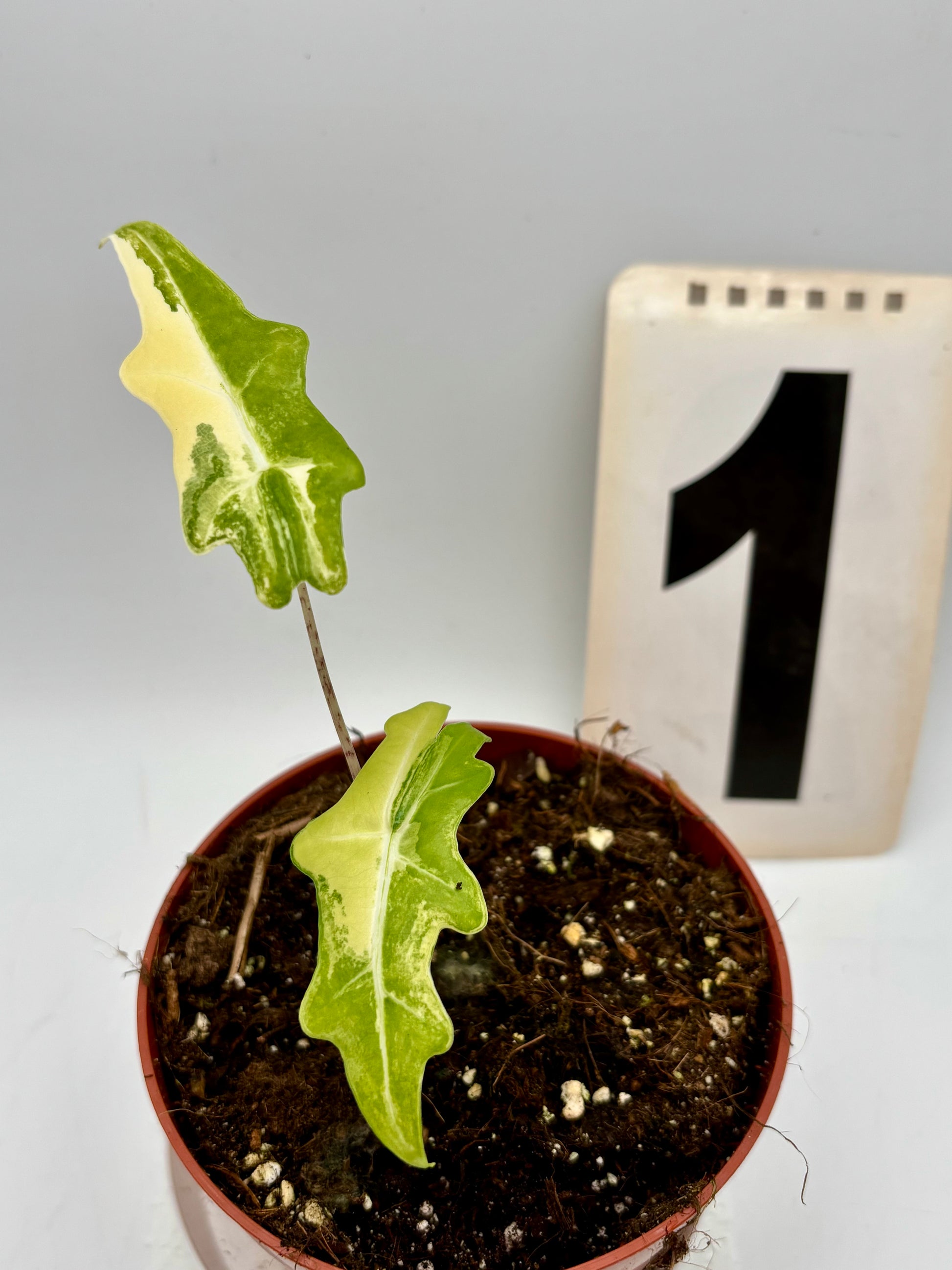 Alocasia Portei Variegata