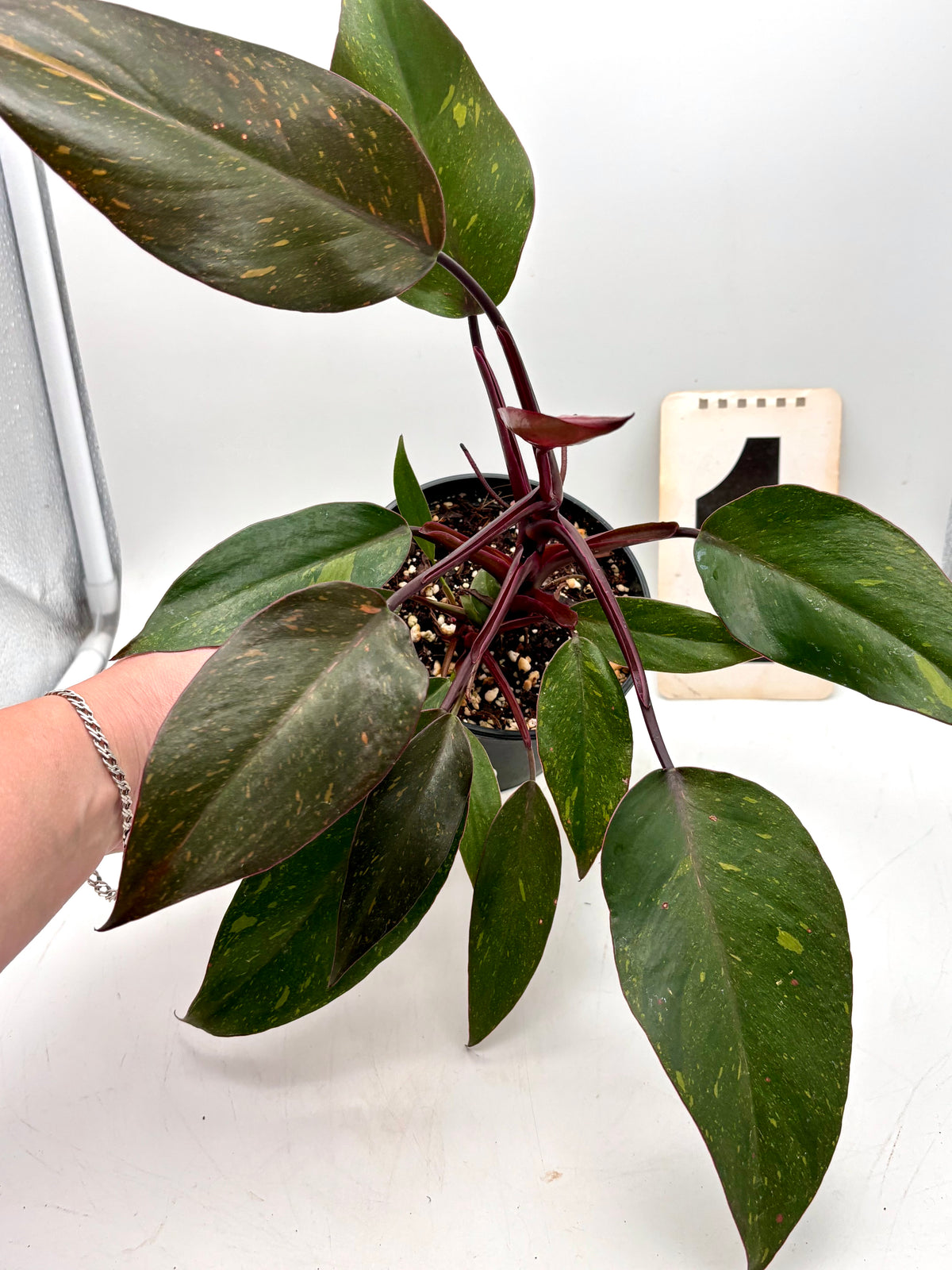 Philodendron Orange Princess von Exotic-Flowers mit orangefarbenen Blättern, detailreiche Nahaufnahme der Pflanze