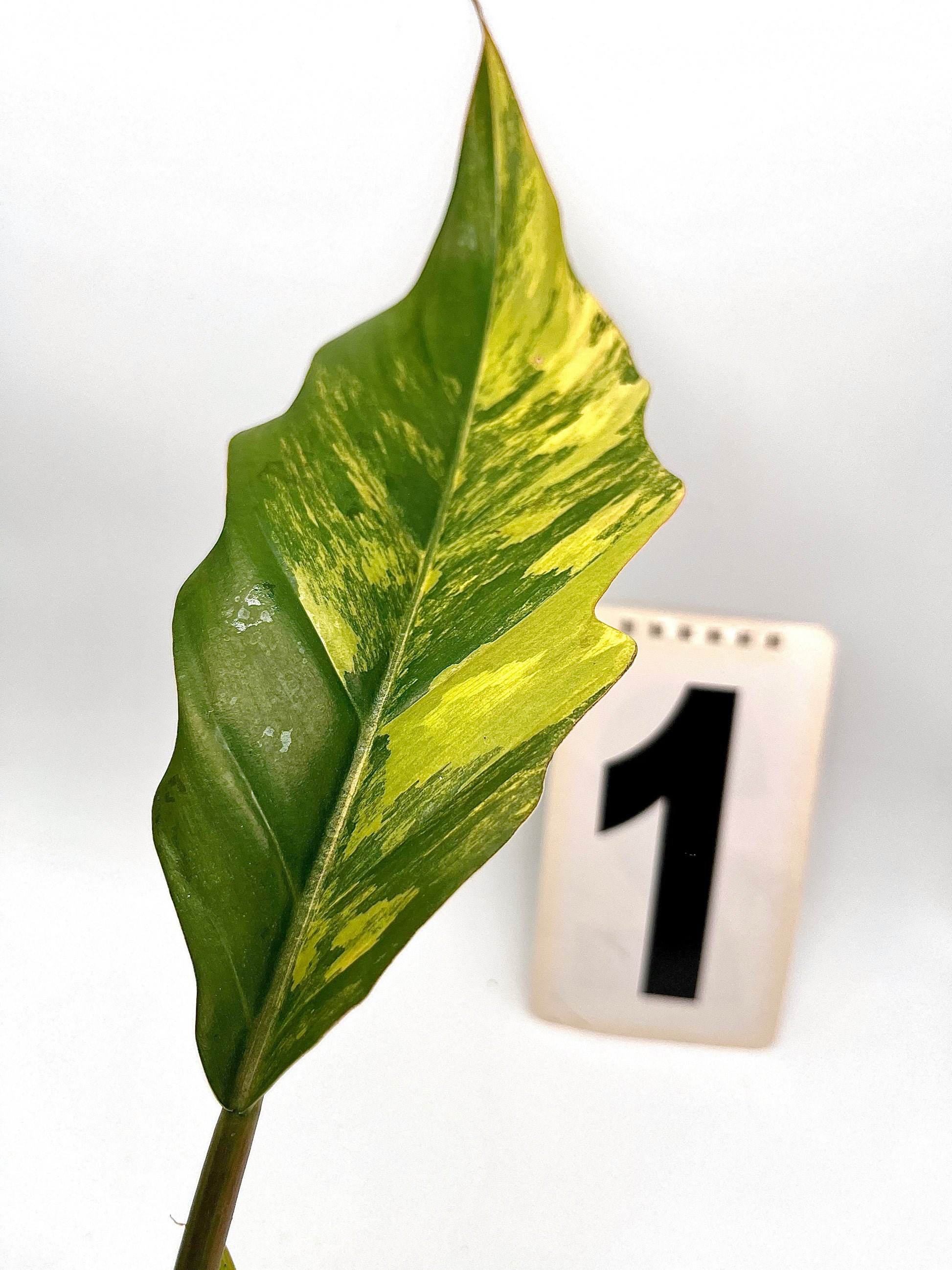 Philodendron Caramel Marble