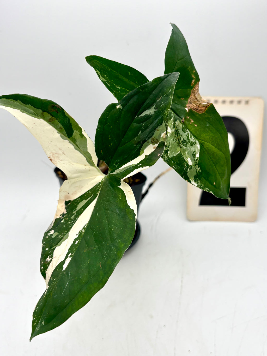 Syngonium Albo Variegata Pflanze mit weißen und grünen Blättern, exotische Zimmerpflanze, von Exotic-Flowers
