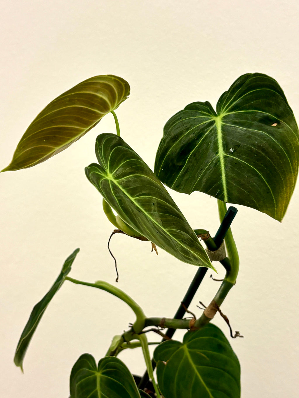 Philodendron Melanochrysum - Exotic-Flowers