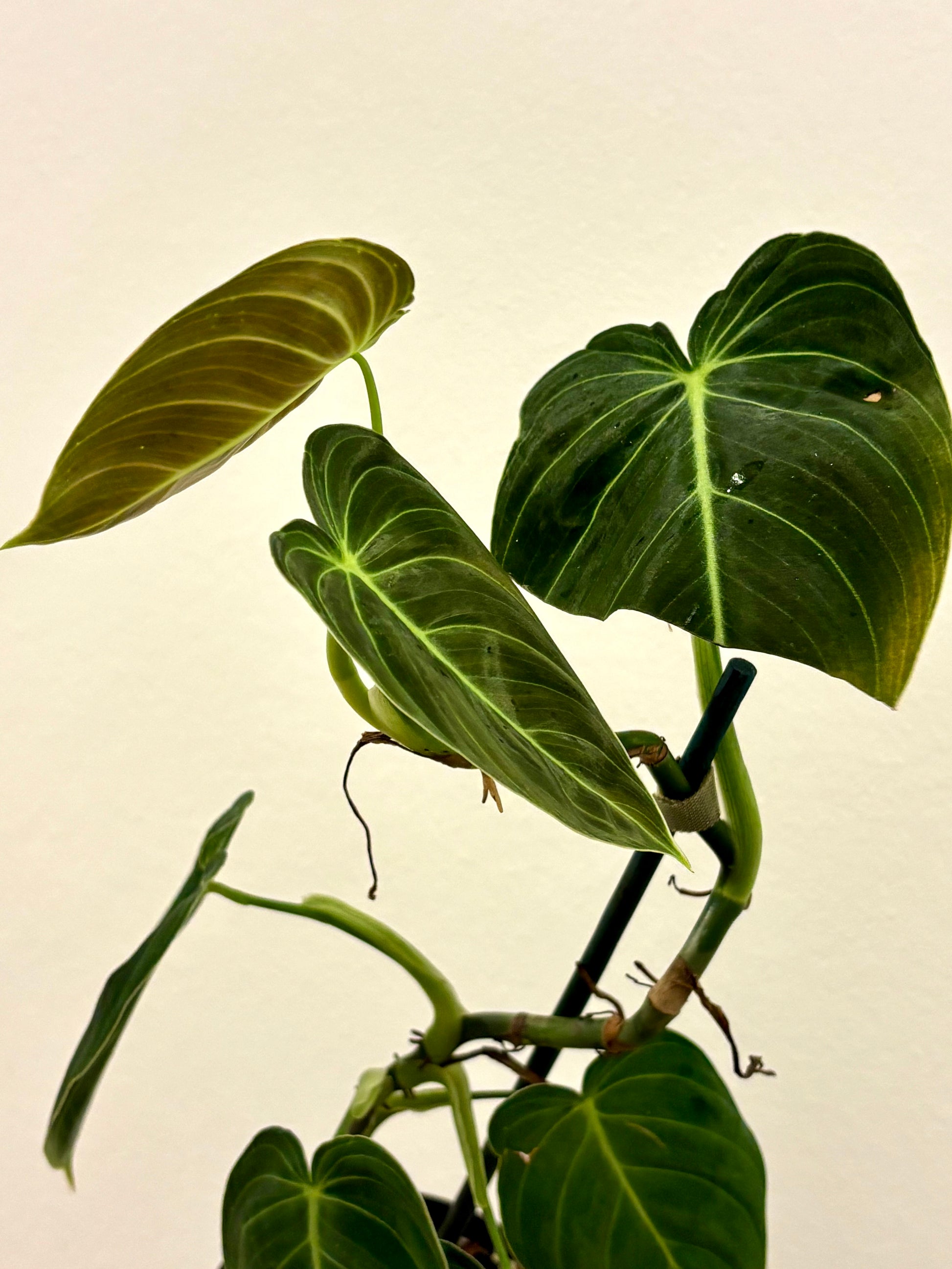 Philodendron Melanochrysum - Exotic-Flowers